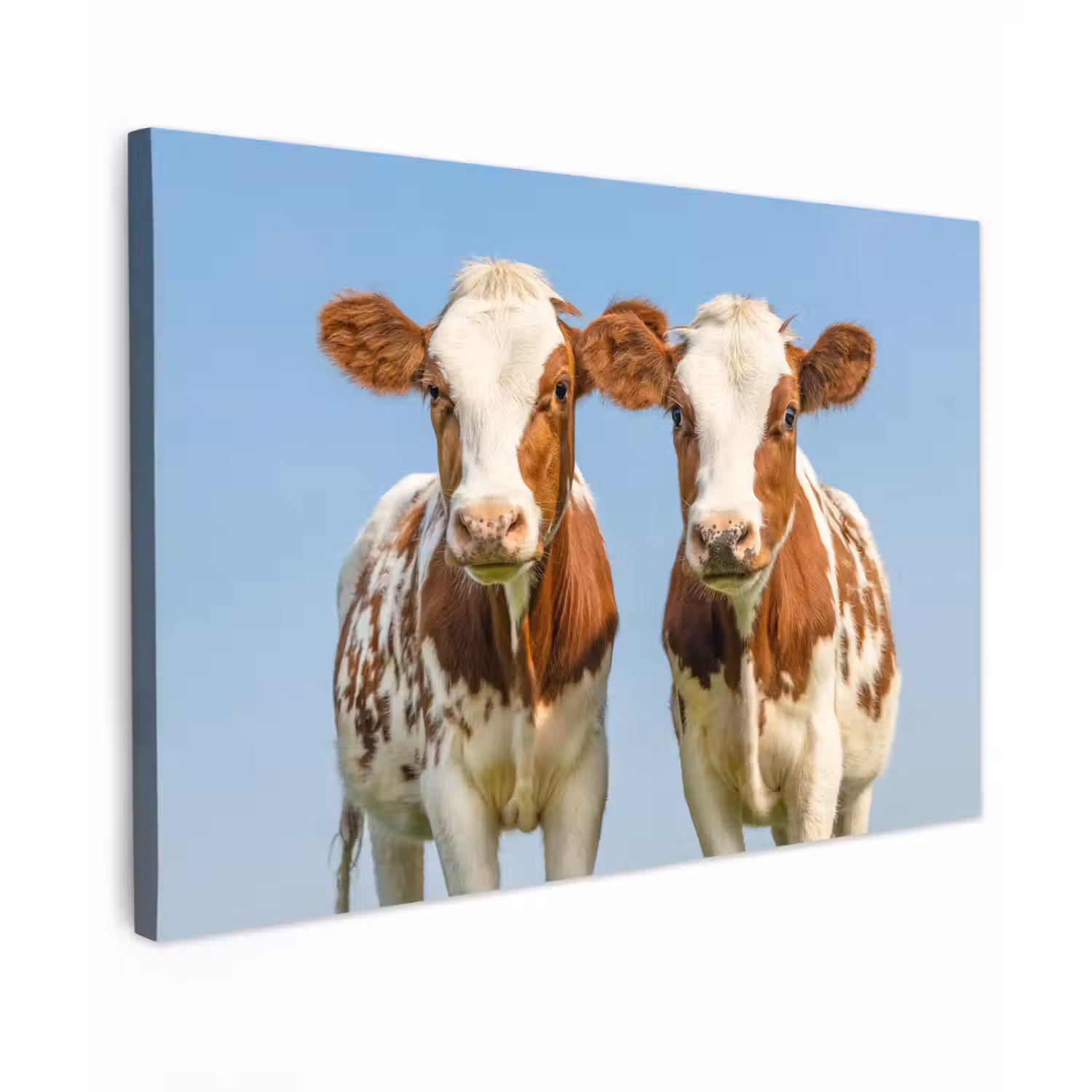 Koeien - Lucht - Dieren - Boerderij - Portret Tuinposter op houten frame 2 cm dik klein -3d