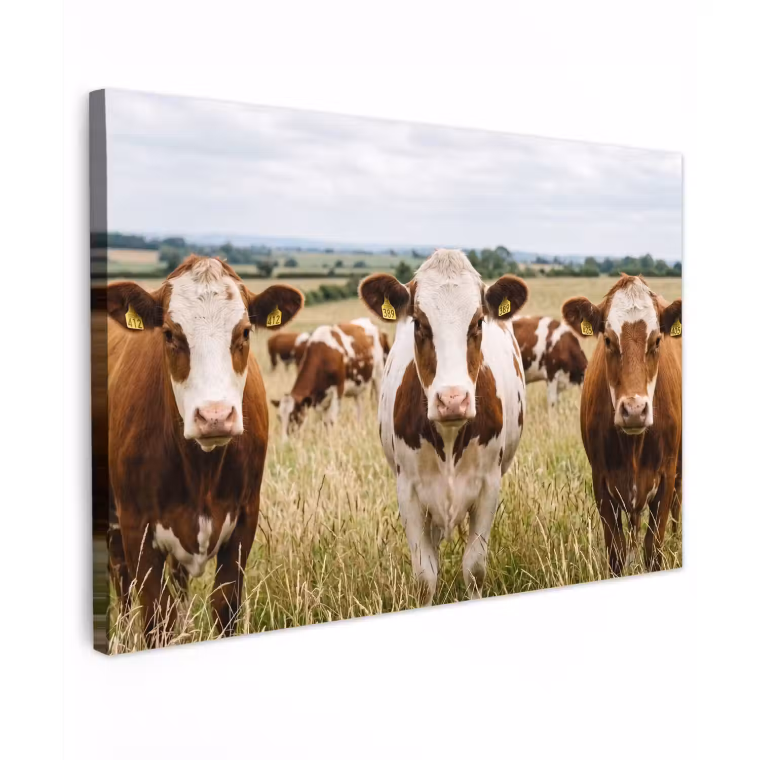 Koeien - Portret - Weide - Boerderij - Nieuwsgierig Tuinposter op houten frame 2 cm dik klein -3d