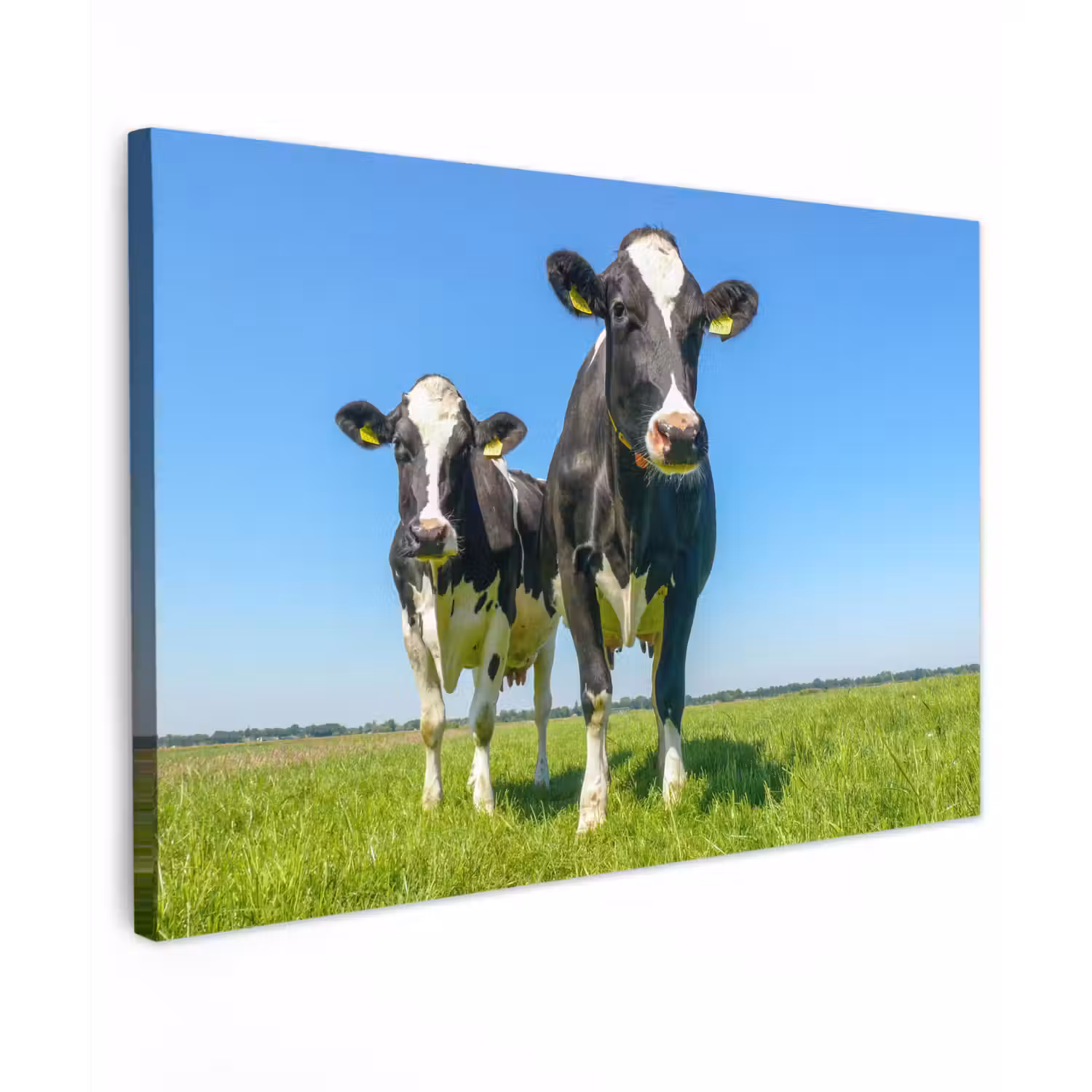 Koeien - Weiland - Gras - Dieren - Boerderij Tuinposter op houten frame 2 cm dik klein -3d