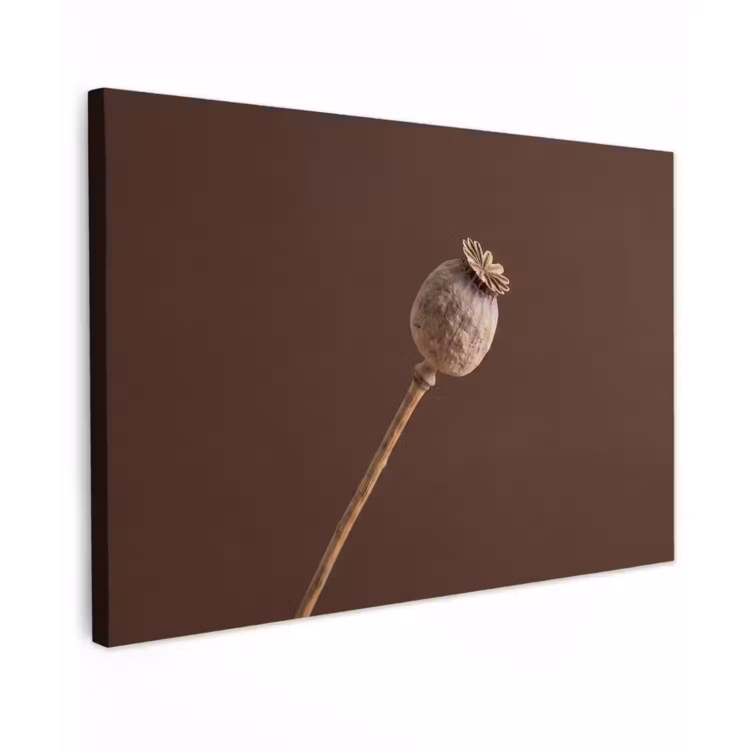 Papaverbol - Droogbloem - Bruin - Minimalistisch Tuinposter op houten frame 2 cm dik klein -3d