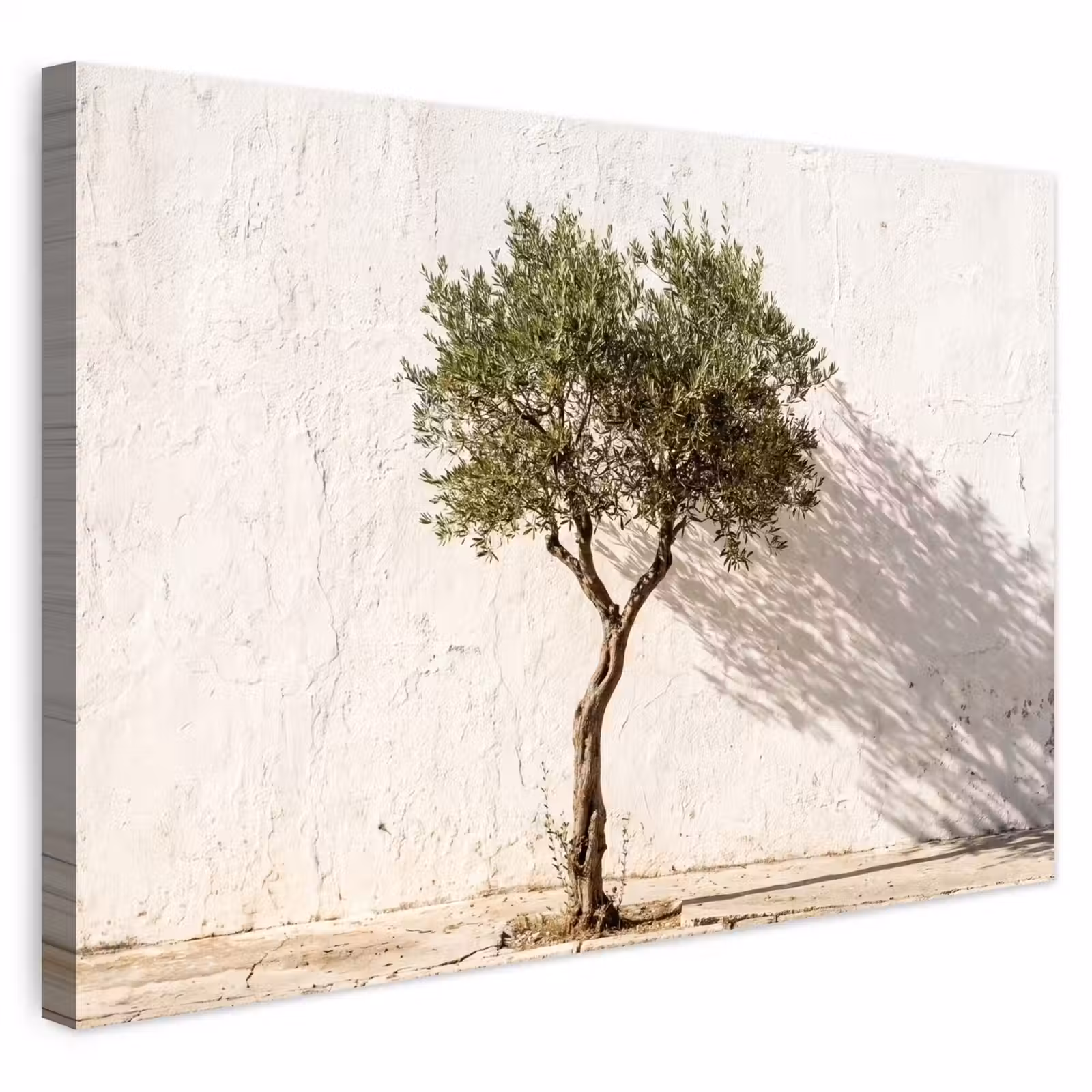 Outdoor Leinwand - Olivenbaum – Wand – weiß - Olijfboom - muur - wit Tuinposter op houten frame 2 cm dik klein