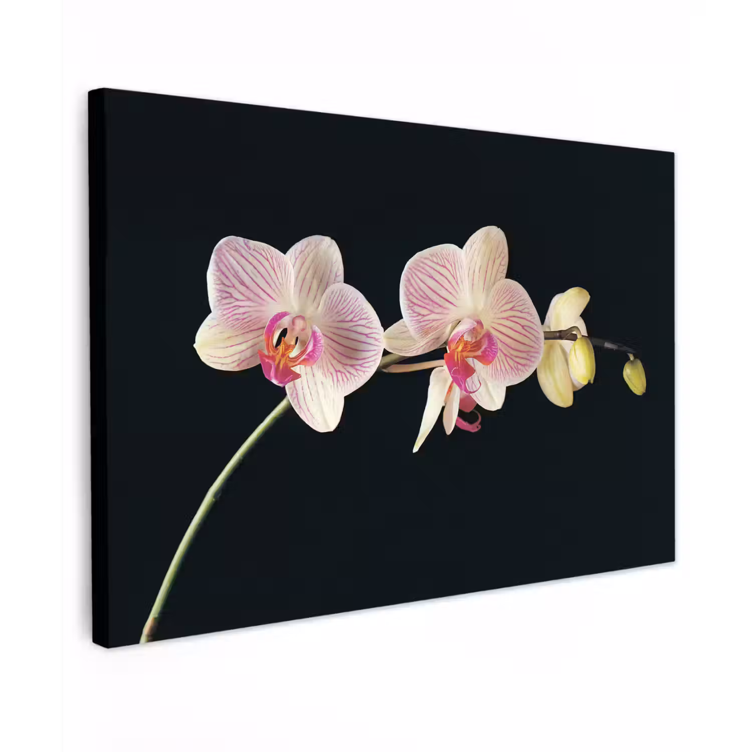 Orchidee - Bloemen - Zwart - Roze - Knoppen Tuinposter op houten frame 2 cm dik klein -3d