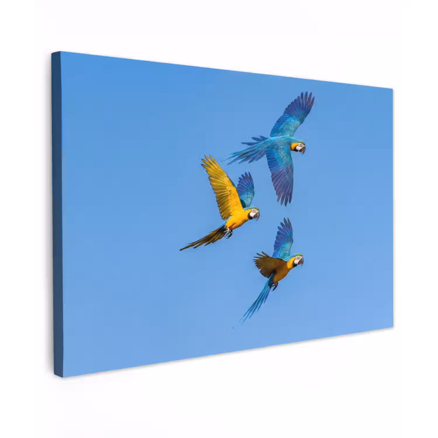 Papagaai - Vliegen - Blauw - Geel Tuinposter op houten frame 2 cm dik klein -3d