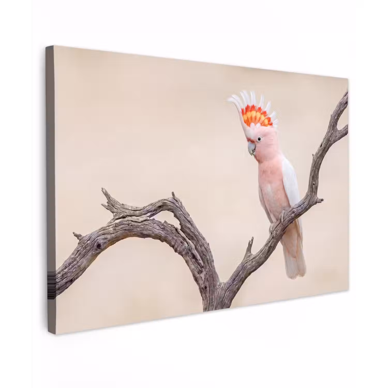 Papagaai - Tak - Roze Tuinposter op houten frame 2 cm dik klein -3d