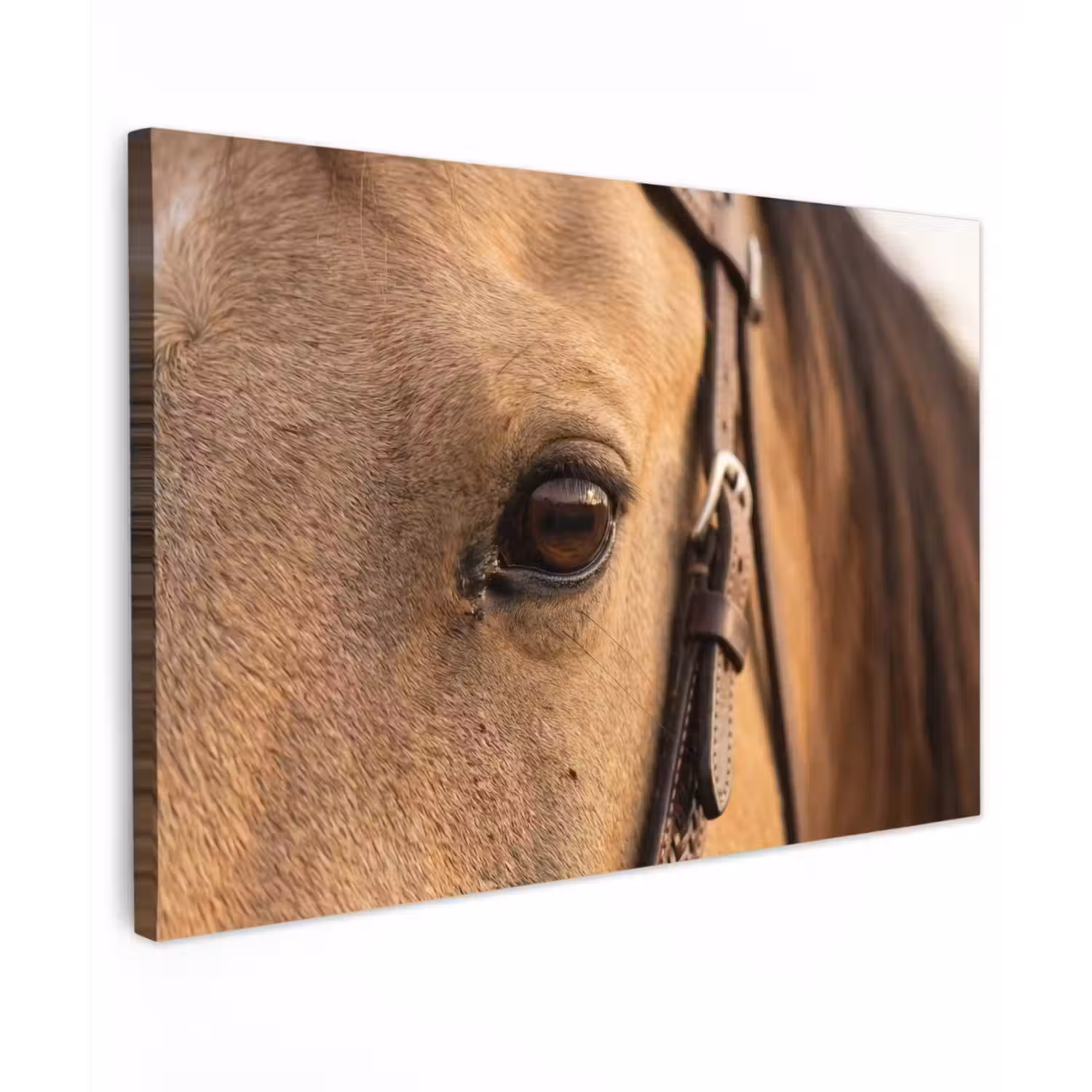 Paard - Oog - Bruin Tuinposter op houten frame 2 cm dik klein -3d