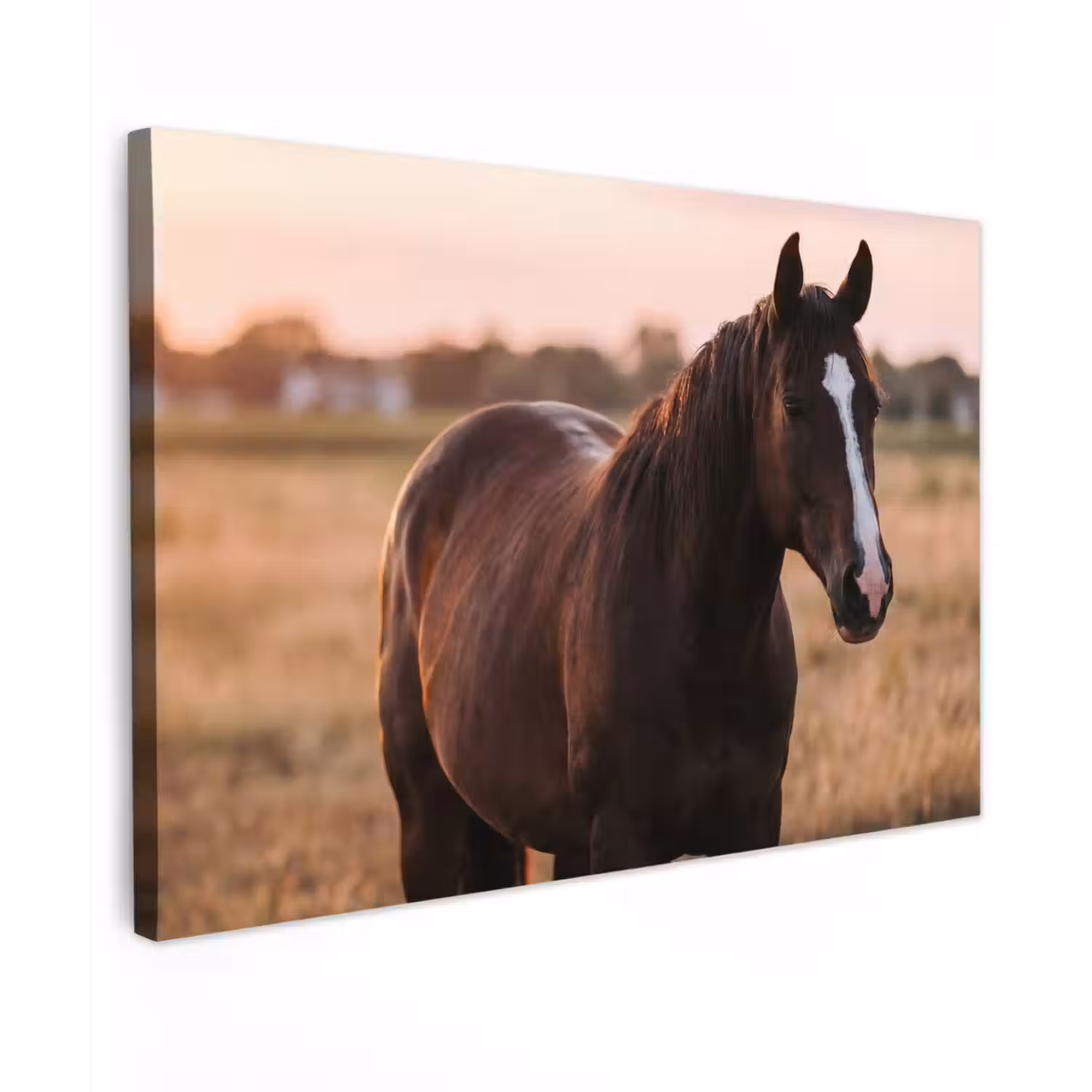 Paard - Zonsondergang - Bruin Tuinposter op houten frame 2 cm dik klein -3d