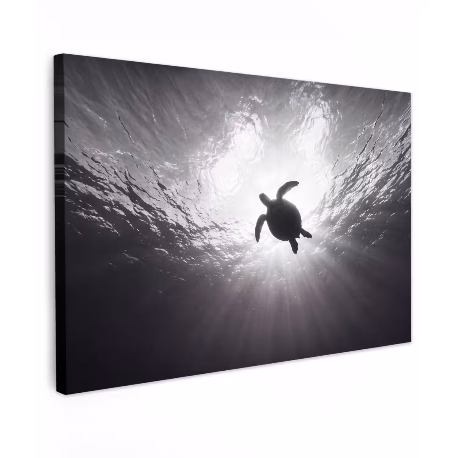 Schildpad - Onderwater - Lichtstralen - Oceaan - Zwart-wit Tuinposter op houten frame 2 cm dik klein -3d