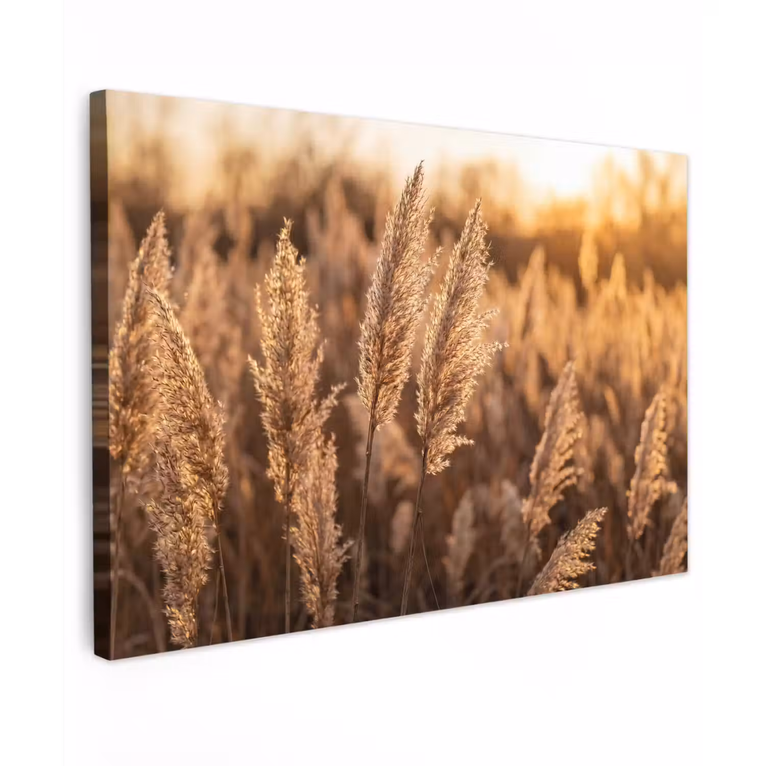 Rietpluimen - Gras - Zonsondergang - Goud - Serene Tuinposter op houten frame 2 cm dik klein -3d