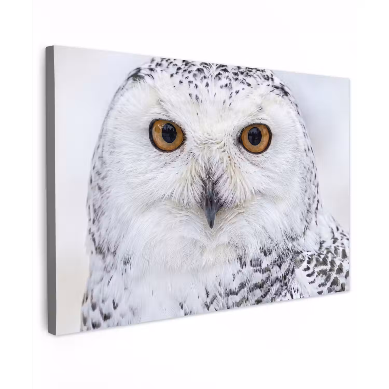 Sneeuwuil - Oog - Wildlife - Wit Tuinposter op houten frame 2 cm dik klein -3d