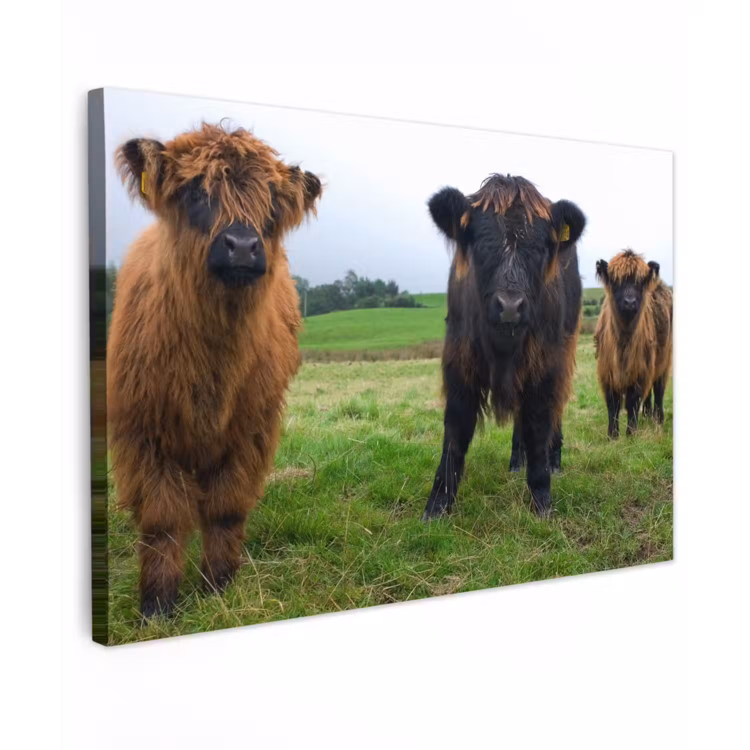Schotse hooglander - Koeien - Natuur - Groen - Gras Tuinposter op houten frame 2 cm dik klein -3d