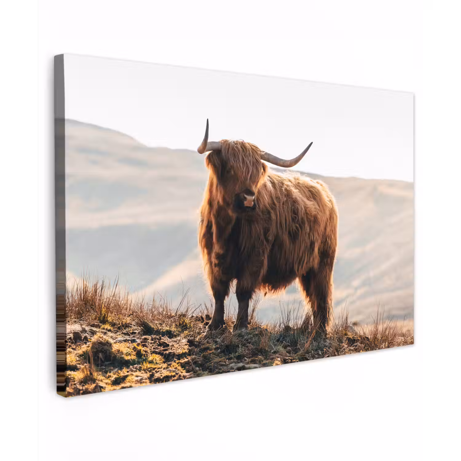 Schotse hooglander - Dieren - Landelijk - Landschap - Koe - Natuur Tuinposter op houten frame 2 cm dik klein -3d