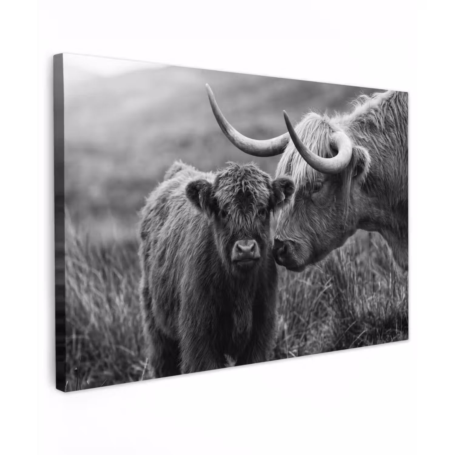 Schotse hooglander - Kalf - Zwart - Wit Tuinposter op houten frame 2 cm dik klein -3d