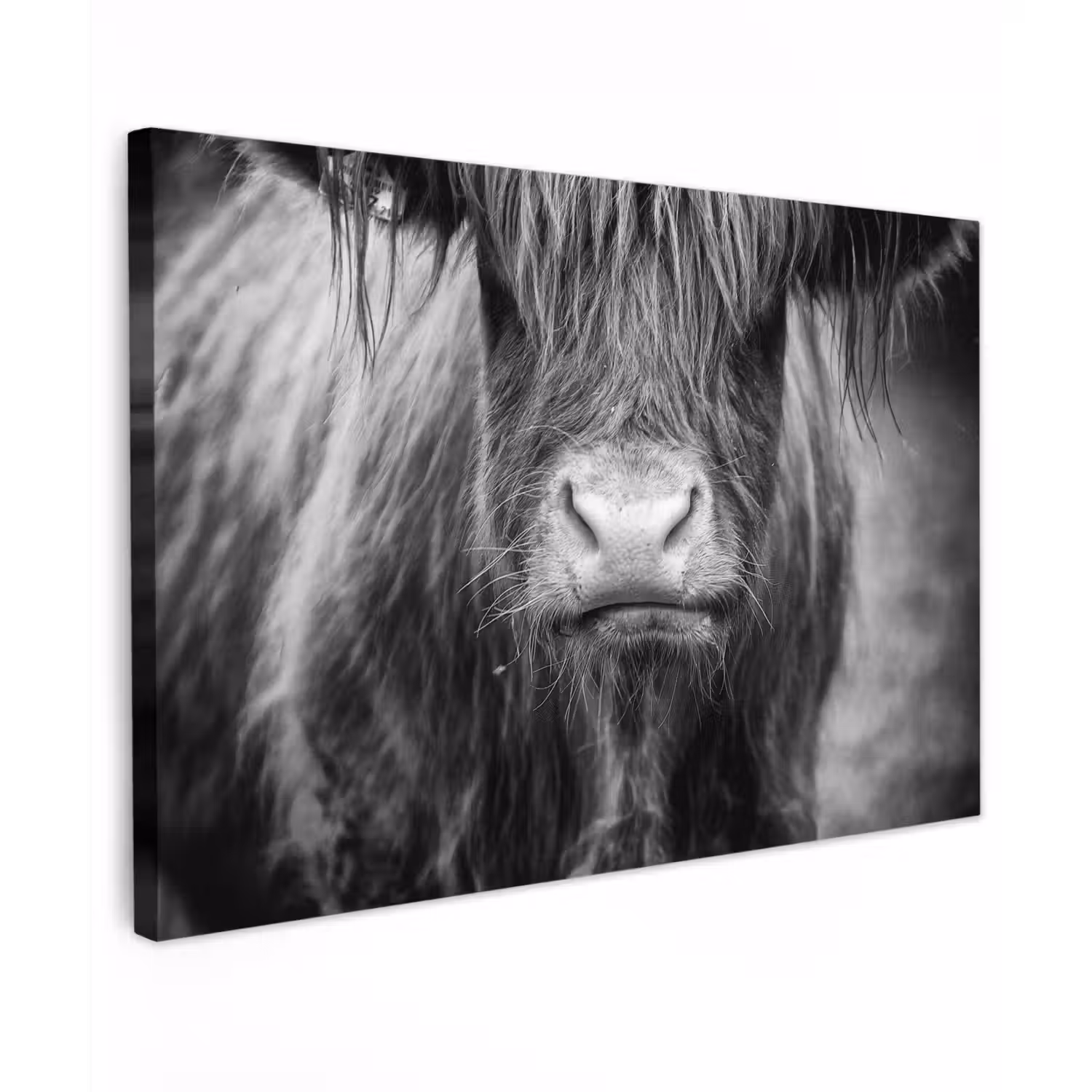 Schotse hooglander - Koe - Zwart - Wit - Dieren Tuinposter op houten frame 2 cm dik klein -3d