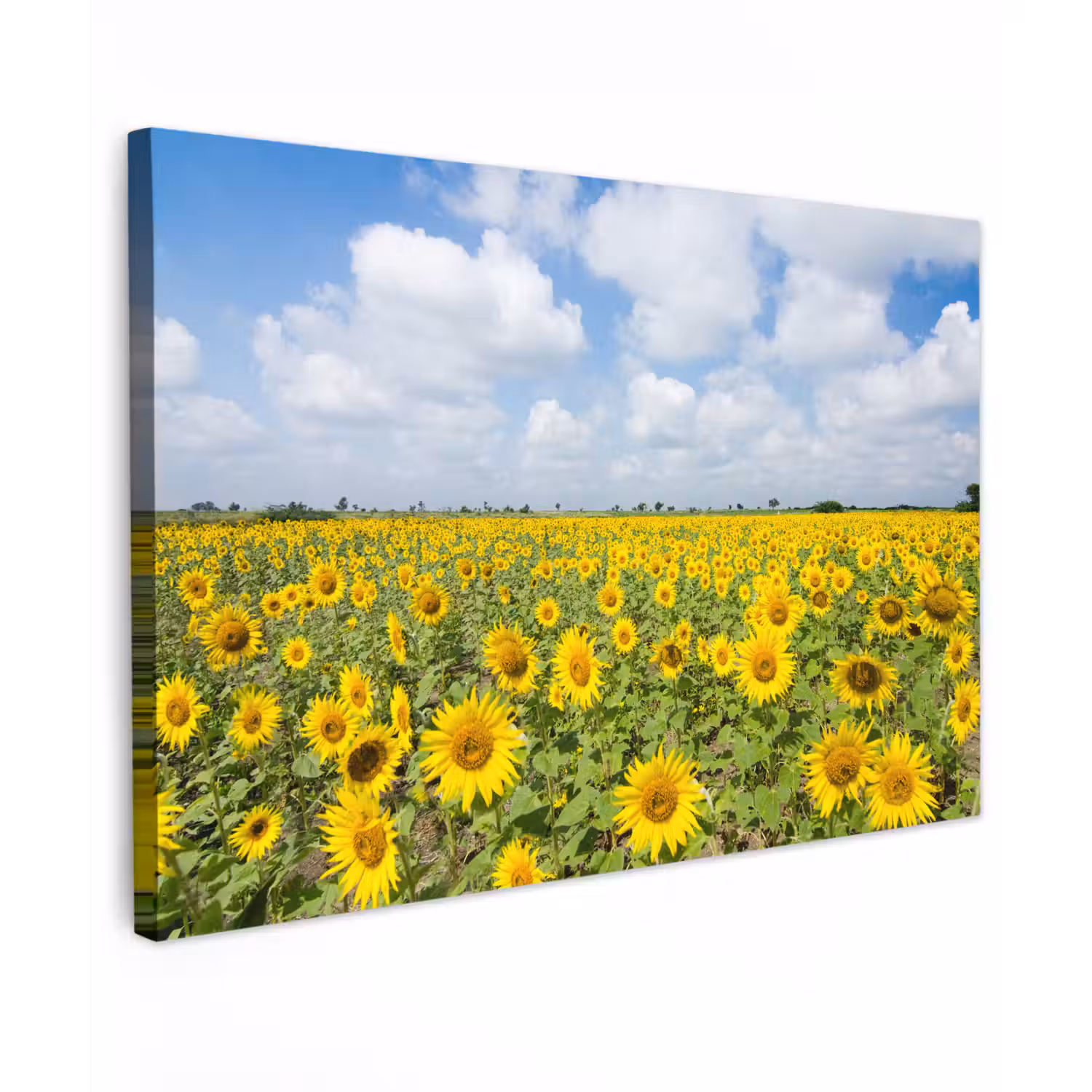 Zonnebloemen - Bloemen - Wolken - Natuur - Geel - Landschap Tuinposter op houten frame 2 cm dik klein -3d