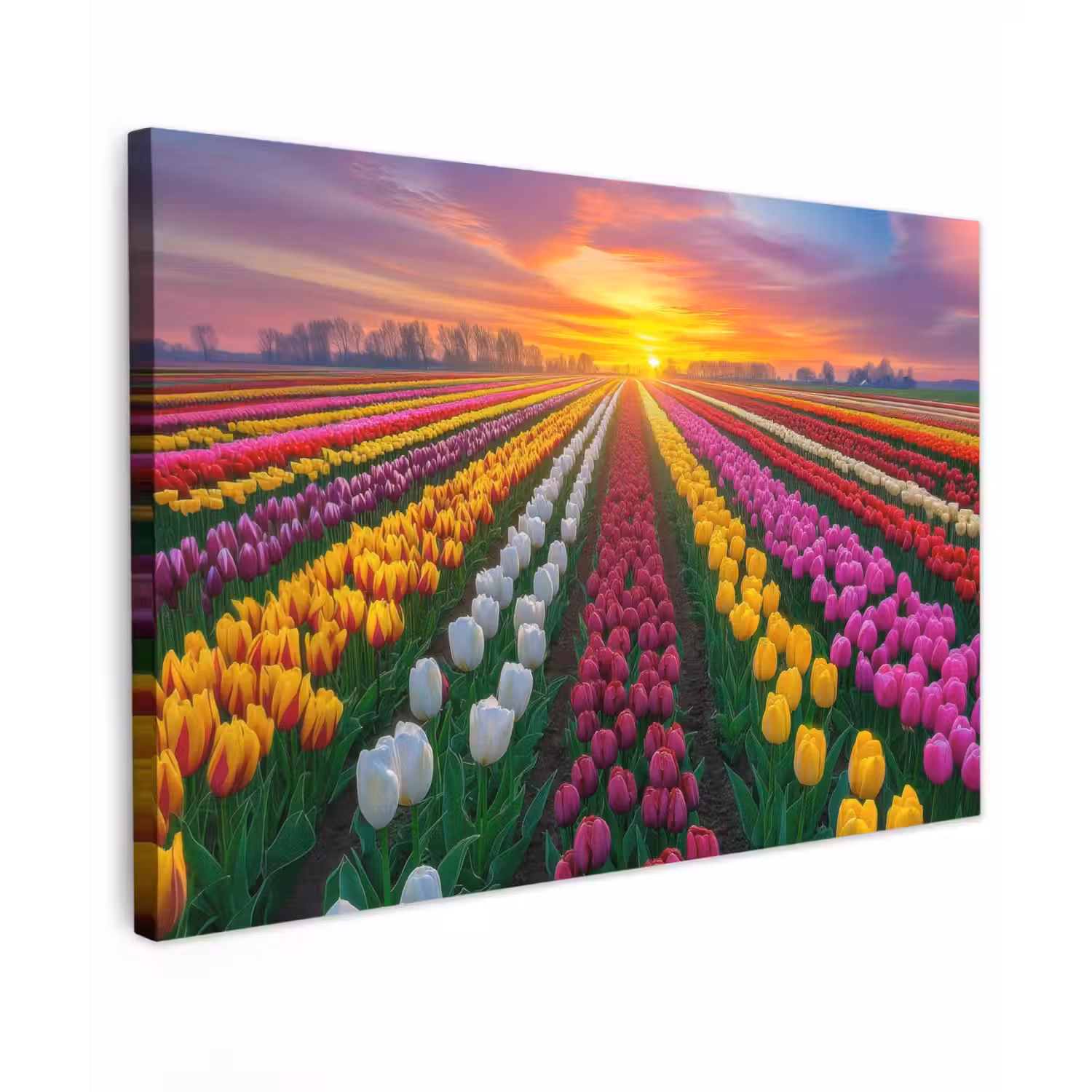 Tulpenveld - Zonsondergang - Kleurrijk Tuinposter op houten frame 2 cm dik klein -3d