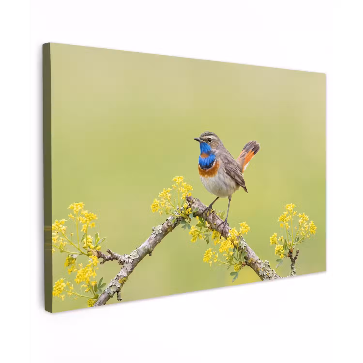 Vogel - Tak - Natuur - Kleurrijk Tuinposter op houten frame 2 cm dik klein -3d