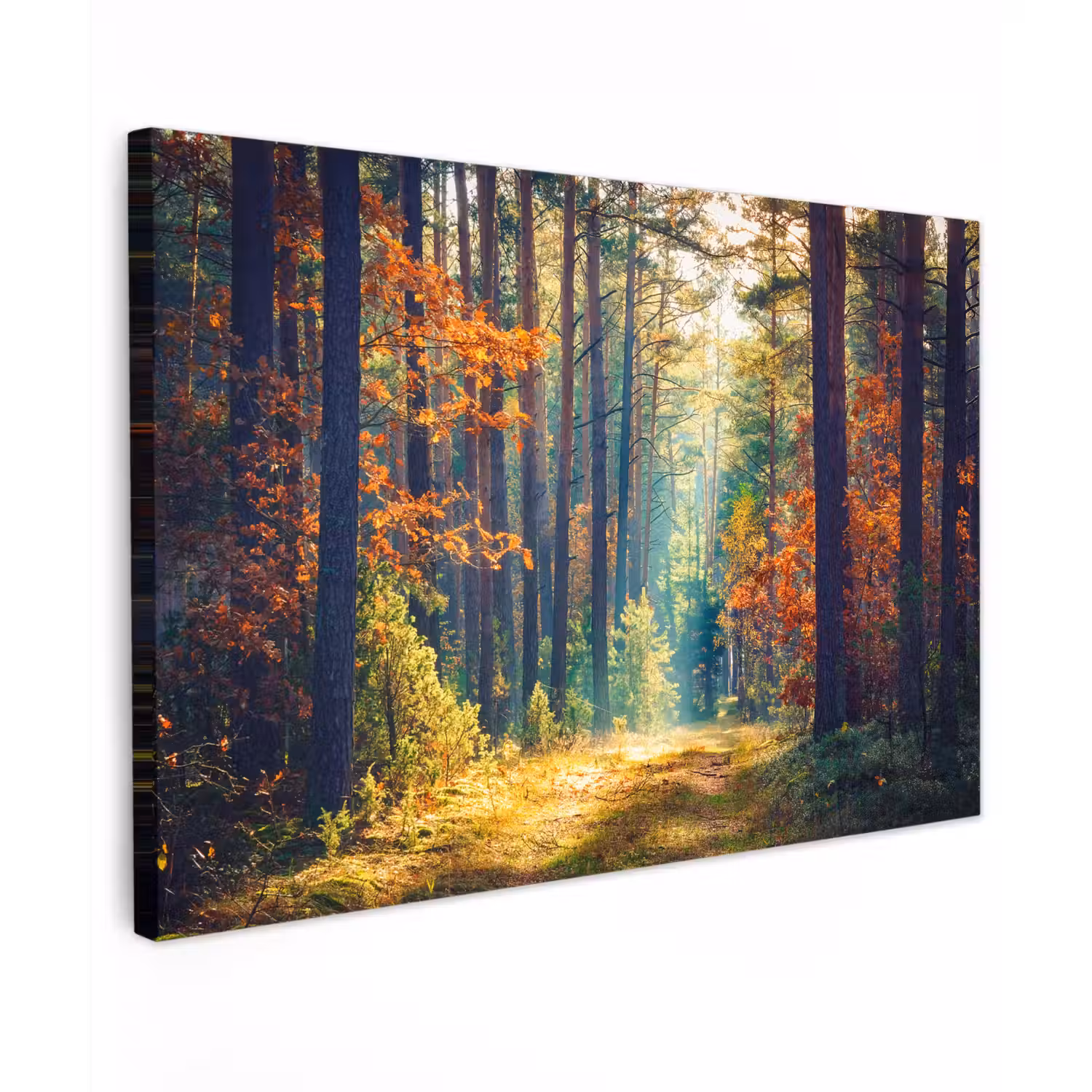 Bos - Zon - Natuur - Herfst Tuinposter op houten frame 2 cm dik klein -3d