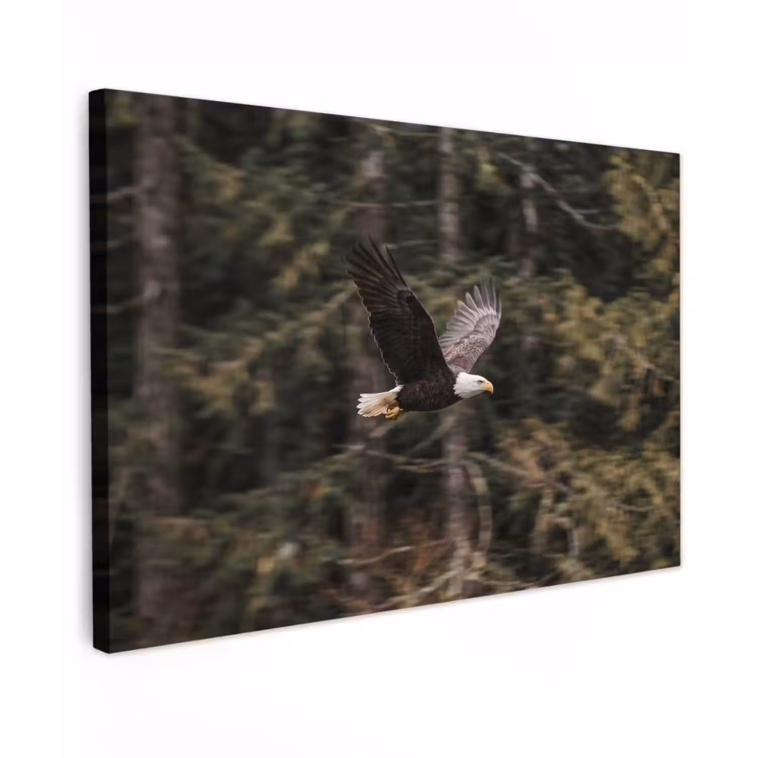 Zeearend - Vliegen - Bos - Natuur Tuinposter op houten frame 2 cm dik klein -3d