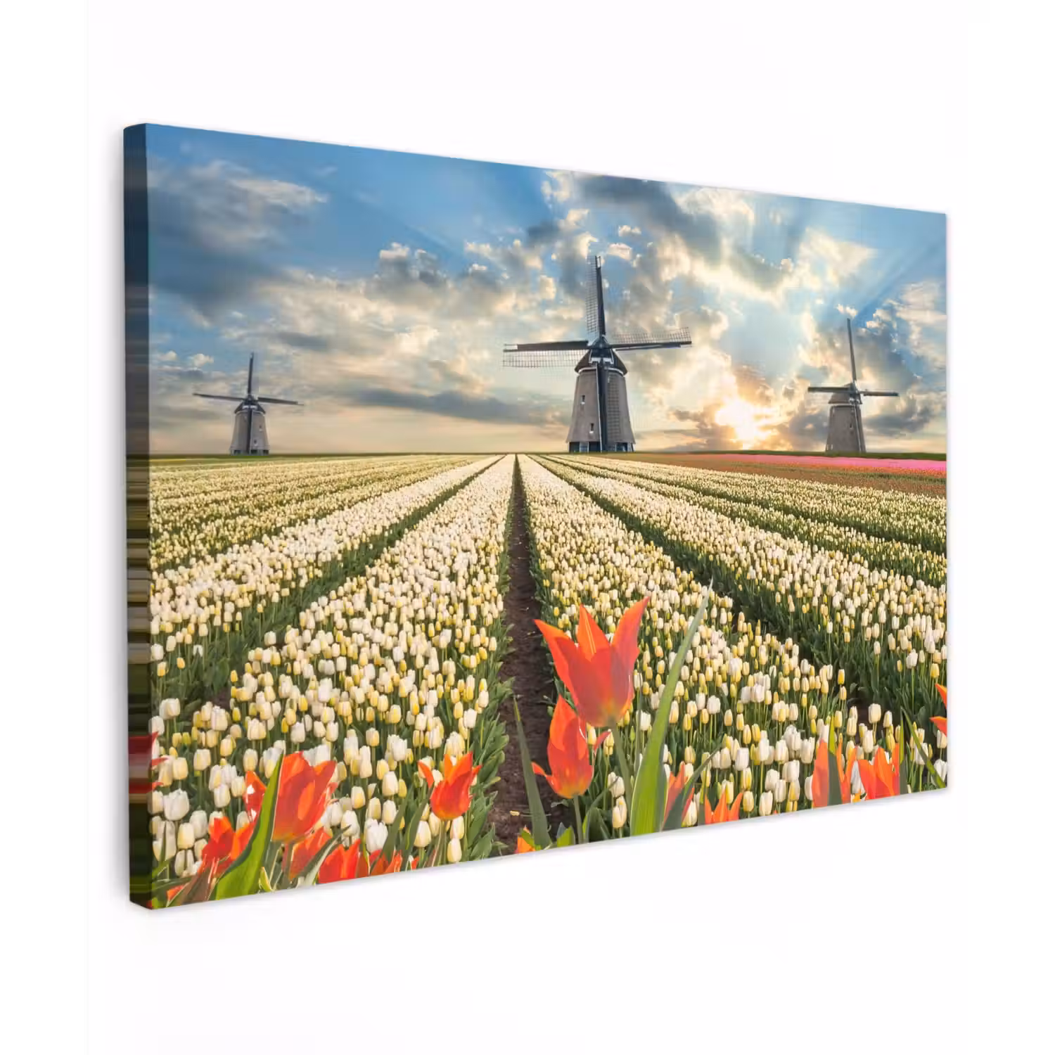 Windmolens en tulpenvelden bij zonsopgang Tuinposter op houten frame 2 cm dik klein -3d
