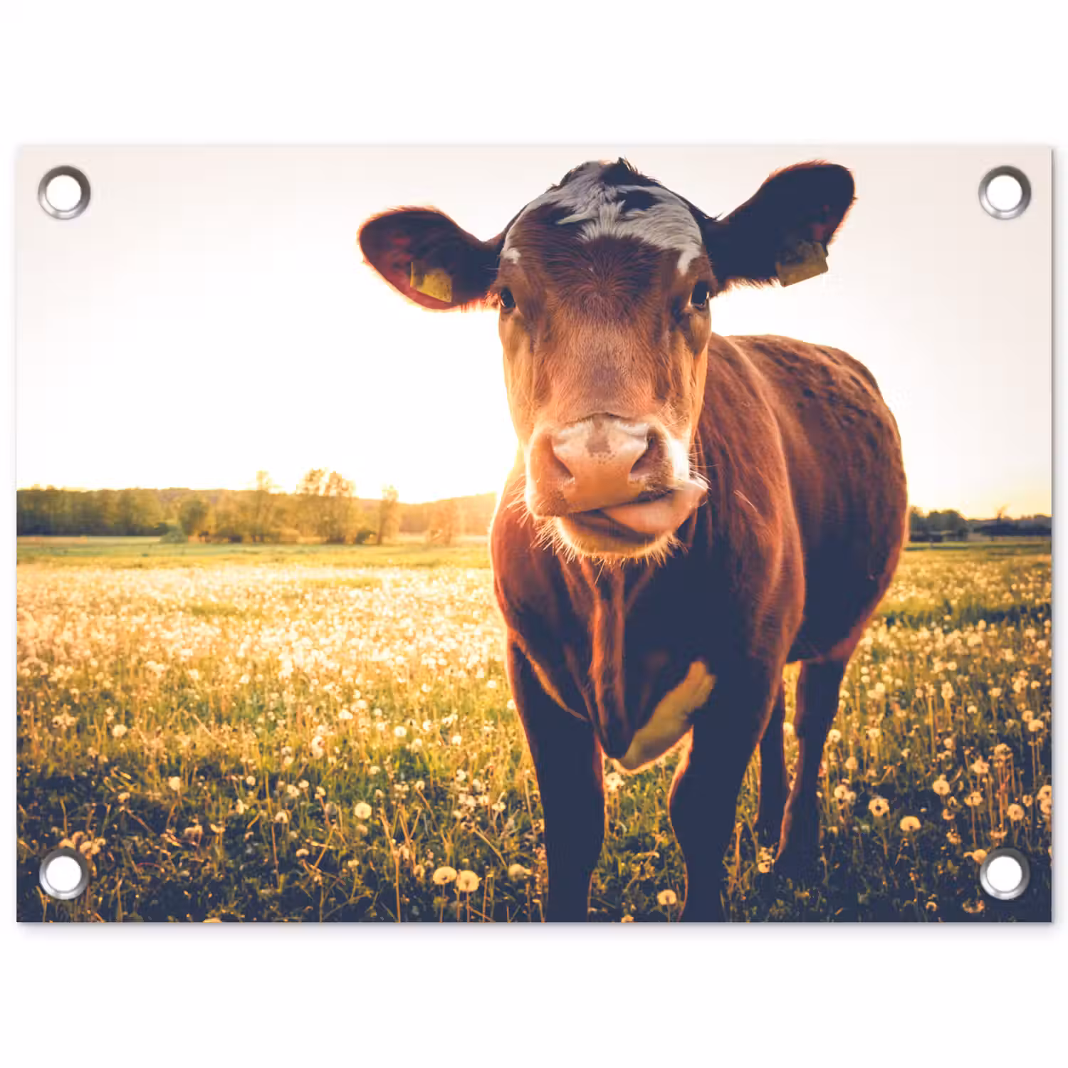 Koe - Zonsondergang - Bloemen - Gras - Dieren tuinposter los doek klein -3d