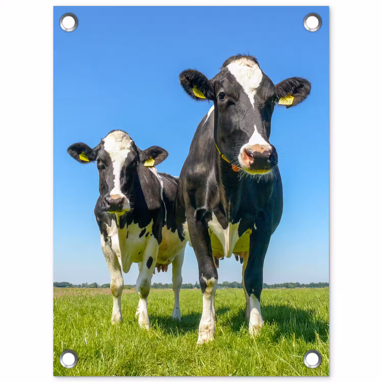 Koeien op een zonnige dag in de wei tuinposter los doek klein -3d