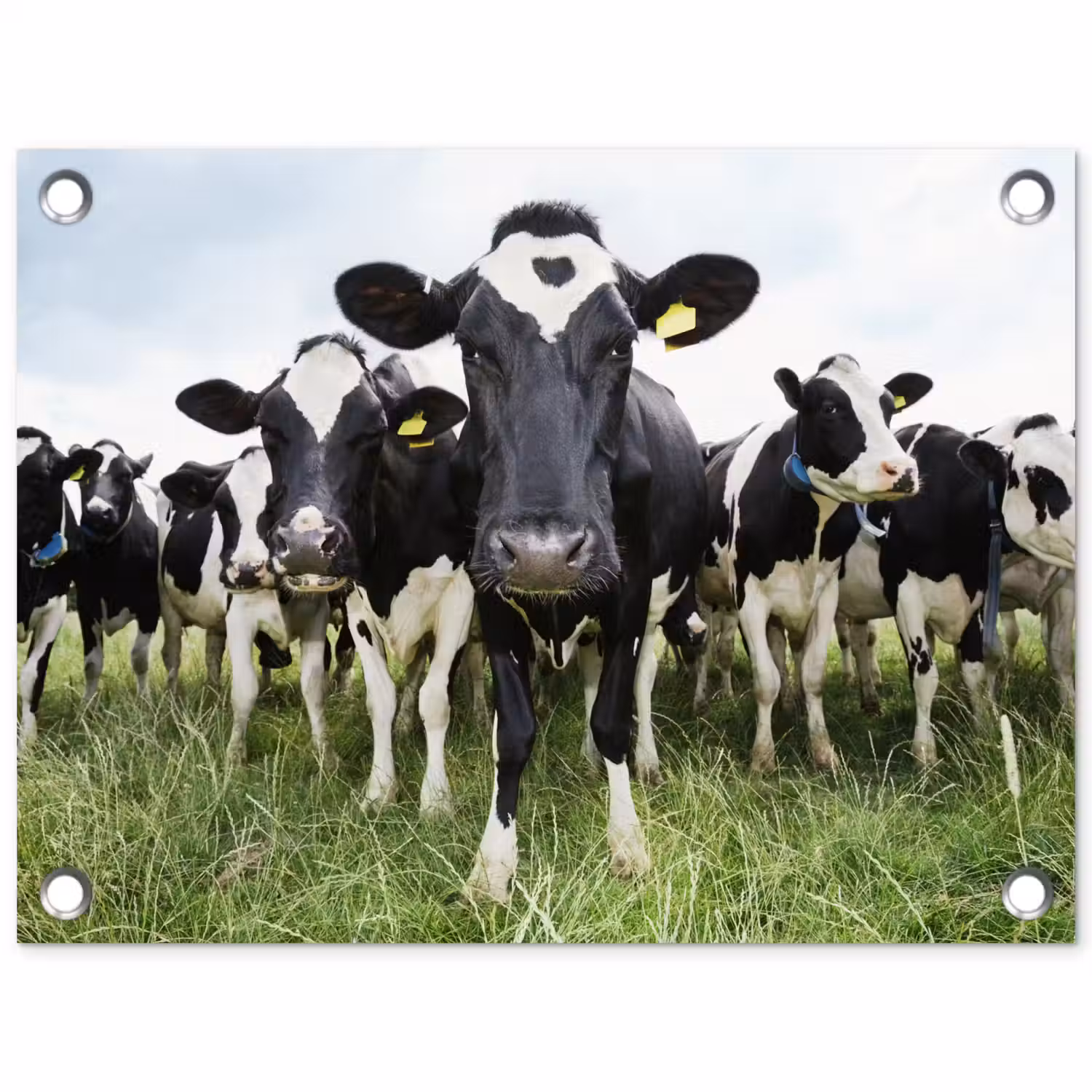 Koeien - Gras - Lente - Dieren - Weiland - Boerderij tuinposter los doek klein -3d