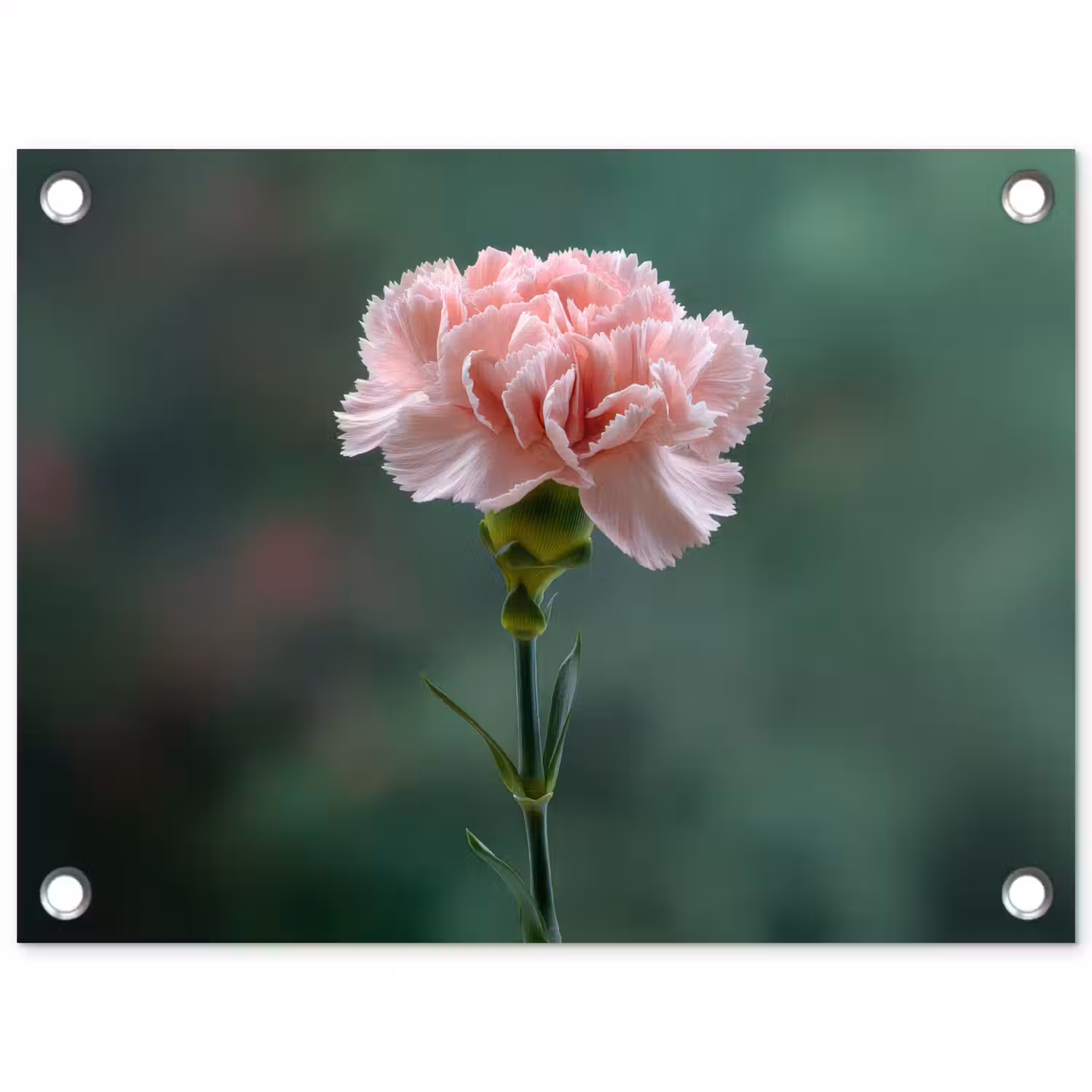 Anjer - Roze - Bloemblaadjes tuinposter los doek klein -3d