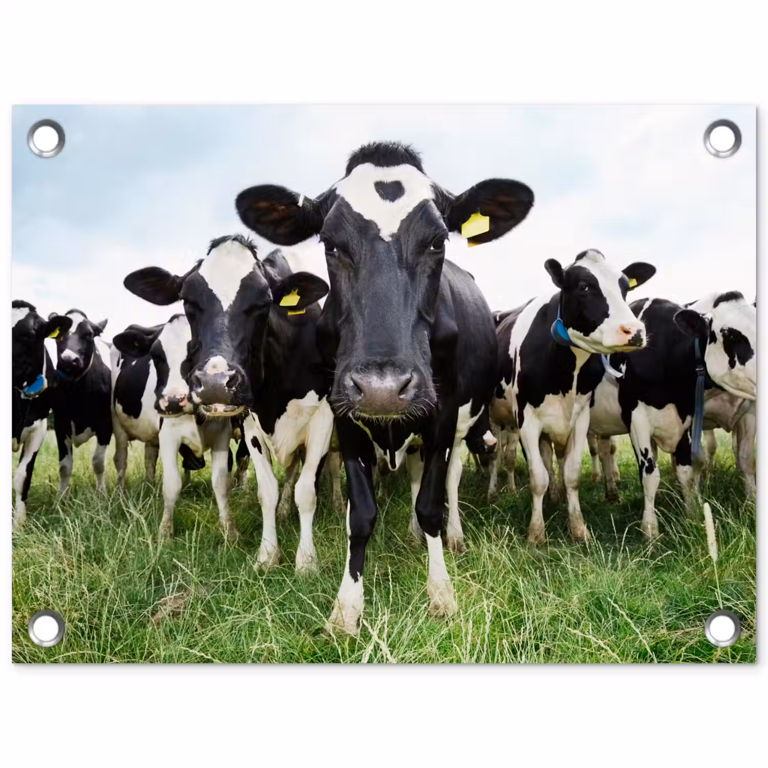 Nieuwsgierige koeien tuinposter los doek klein -3d