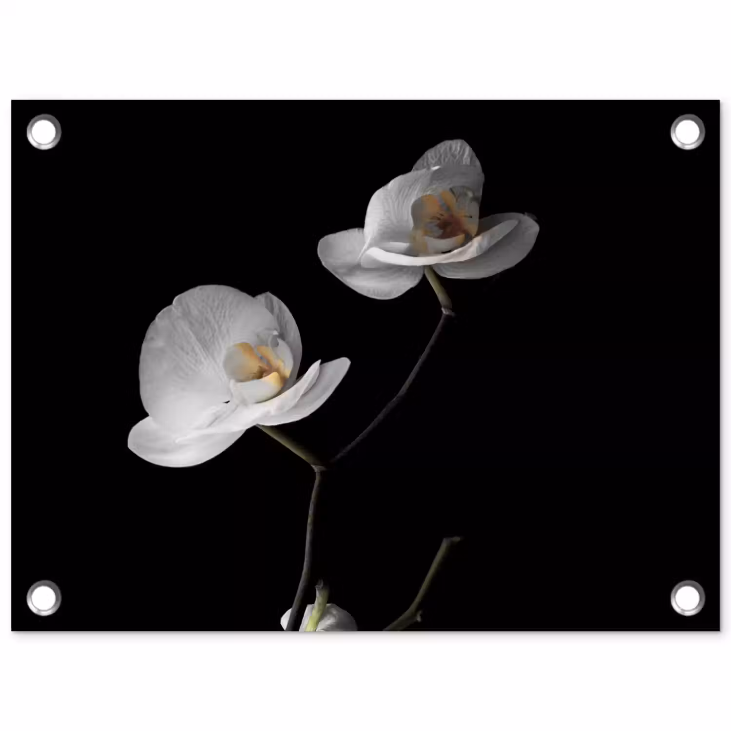 Orchidee - Bloemen - Zwart - Wit - Stilleven tuinposter los doek klein -3d