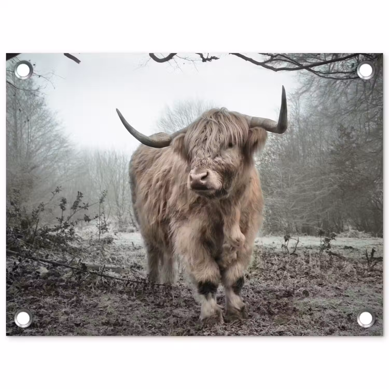 Schotse hooglander - Natuur - Herfst - Dieren - Wild - Bos tuinposter los doek klein -3d
