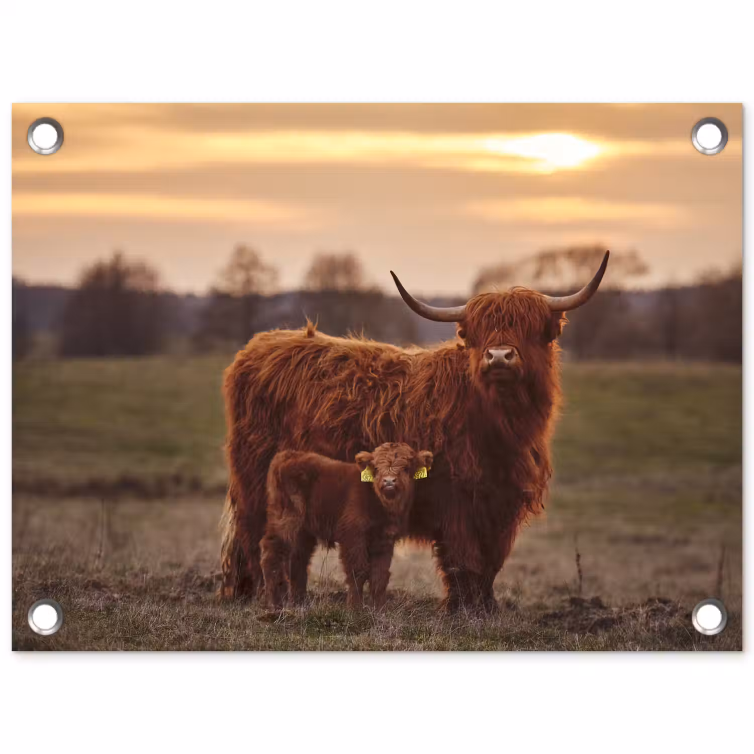Schotse hooglander - Dieren - Landschap - Zonsondergang - Koe tuinposter los doek klein -3d