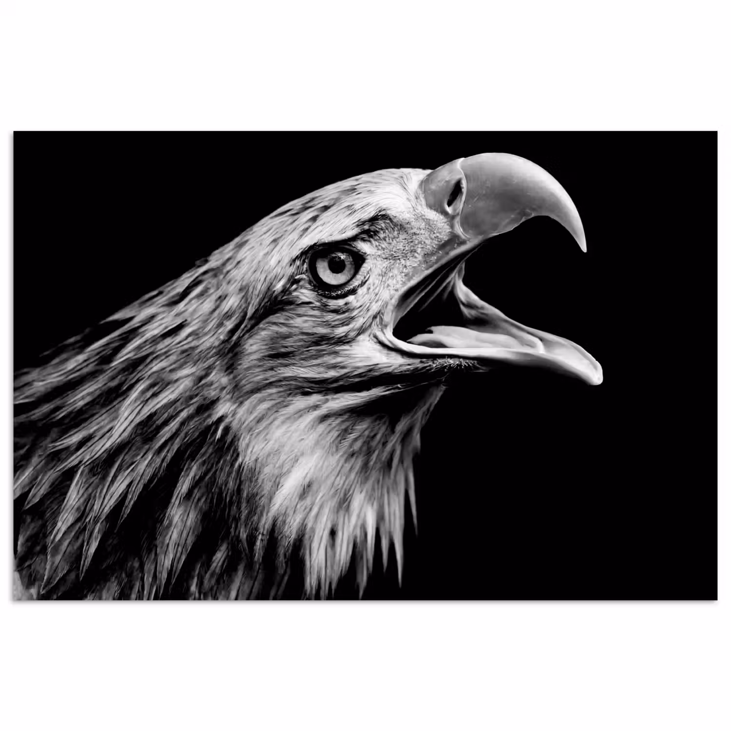 Adelaar - Portret - Roofvogels - Zwart - Wit - Vogel poster papier klein -3d
