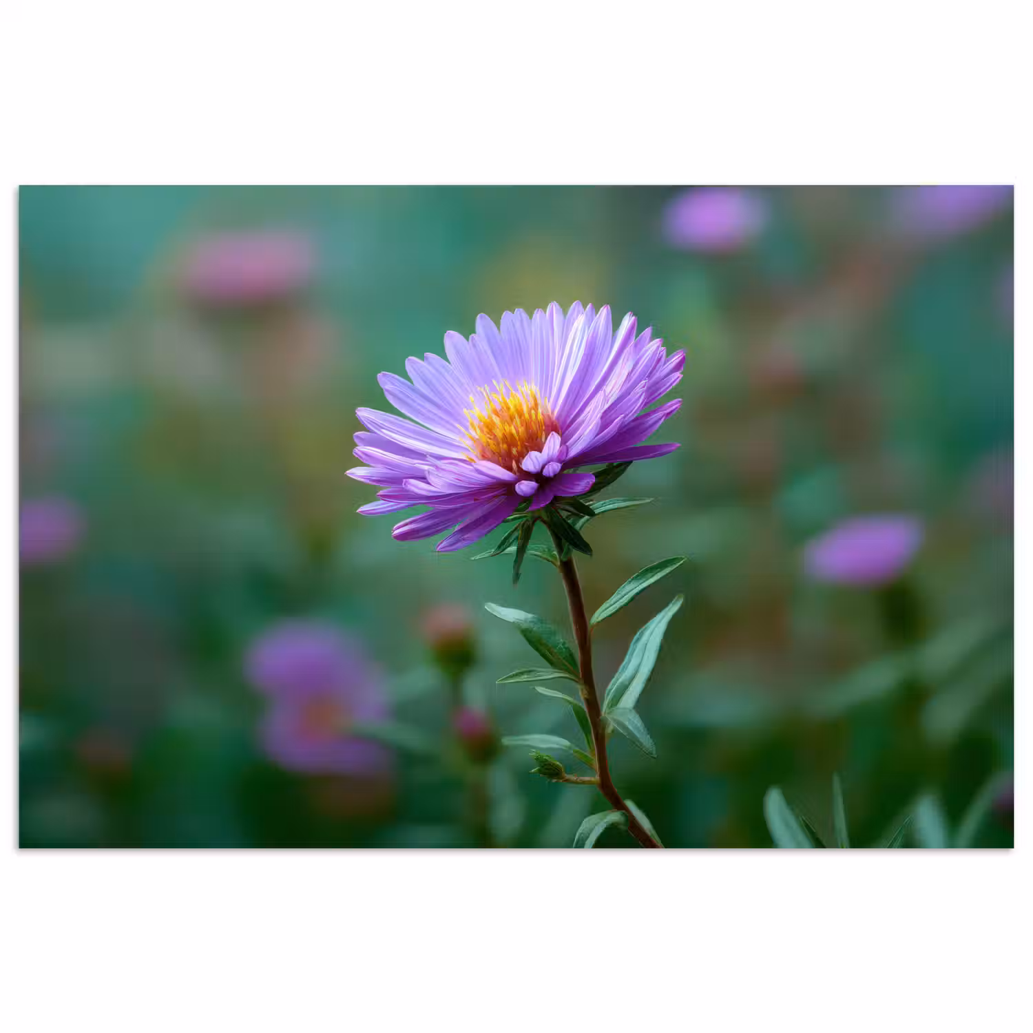 Aster - Paars - Bloem - Blaadjes poster papier klein -3d