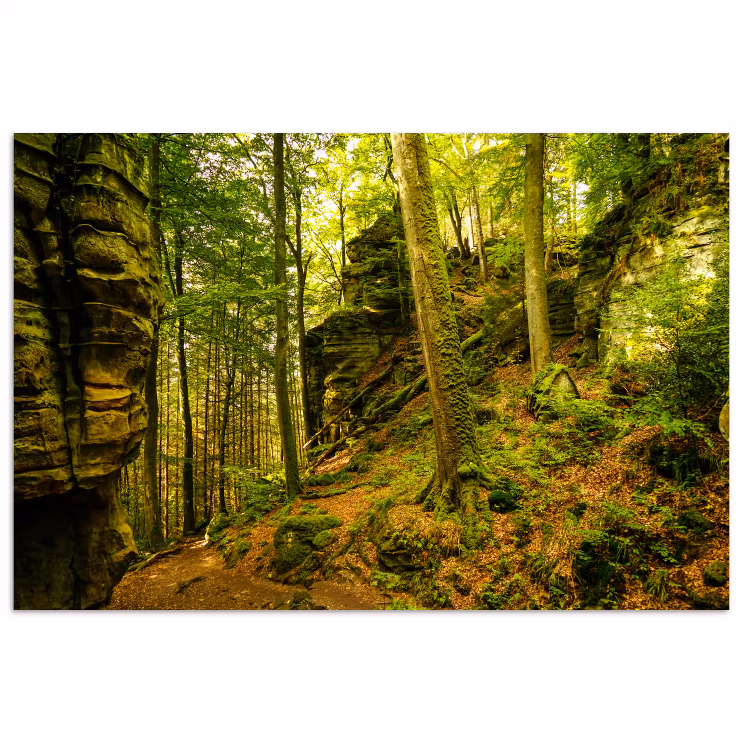 Bomen - Steen - Bos - Natuur - Planten poster papier klein -3d
