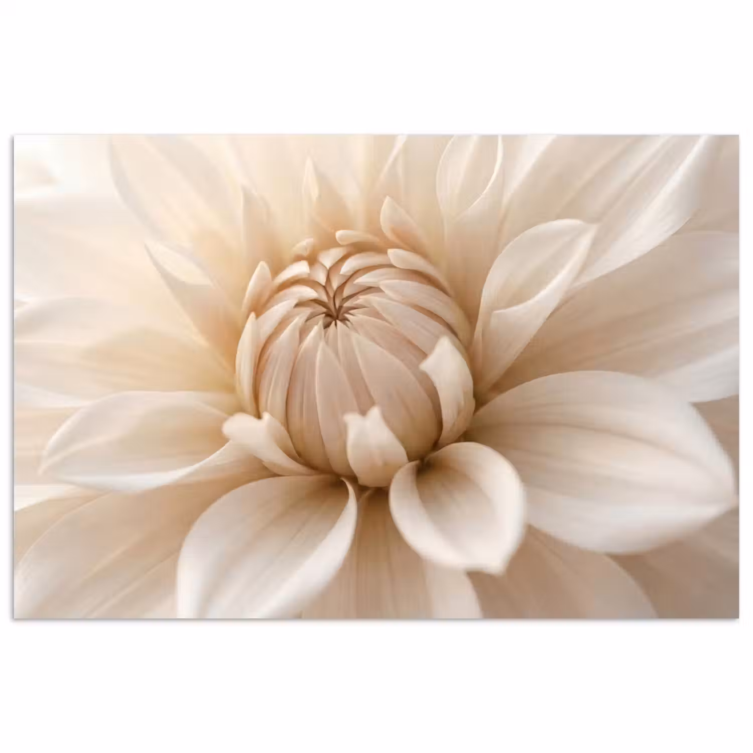 Bloem - Dahlia - Wit poster papier klein -3d