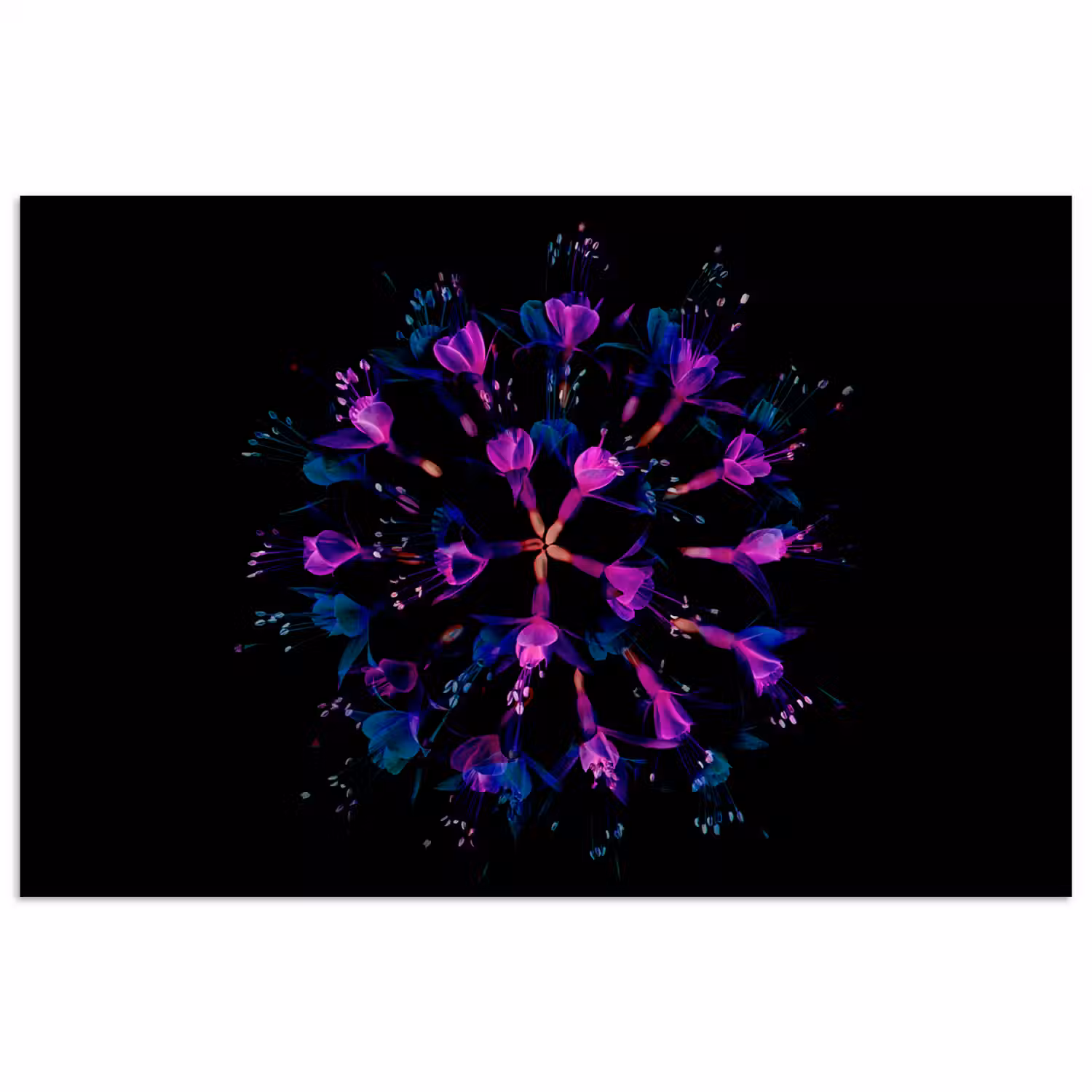 Bloem - Paars - Blauw - Macro - Zwart poster papier klein -3d