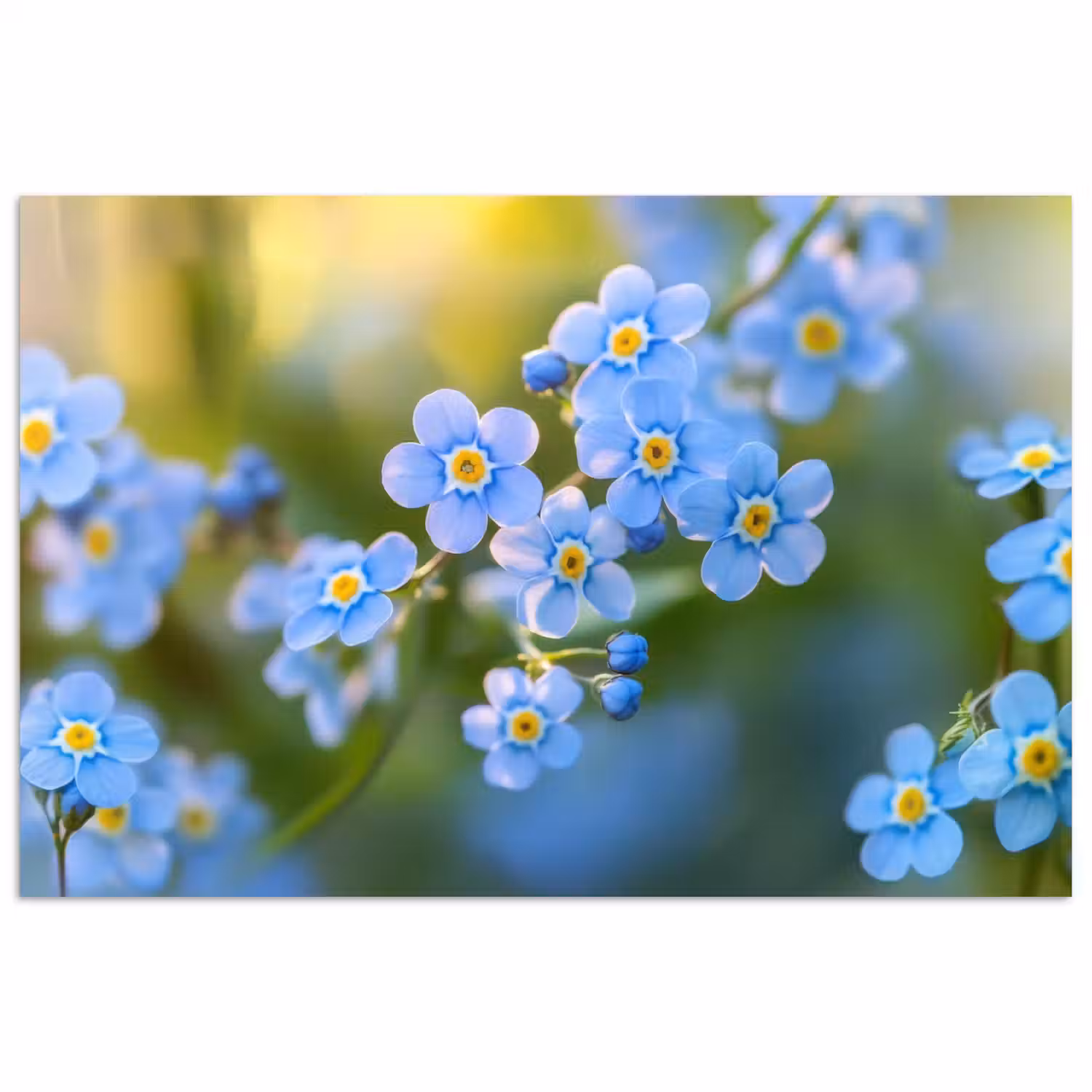 Bloemetjes - Blauw - Vergeet mij nietjes poster papier klein -3d