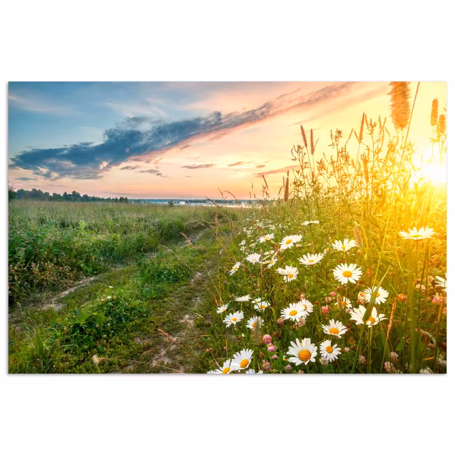 Bloemen - Madelief - Natuur - Zon - Horizon poster papier klein -3d