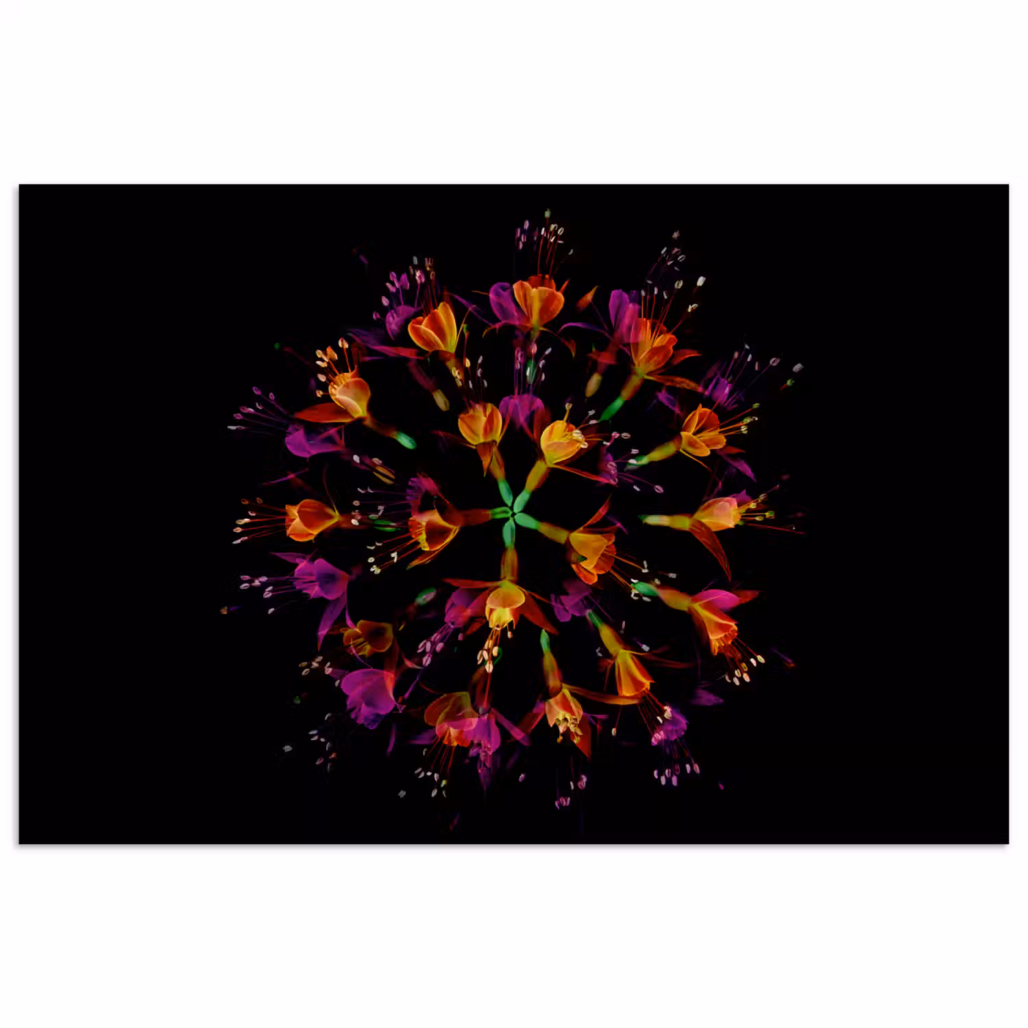 Bloemen - Oranje - Roze - Zwart poster papier klein -3d