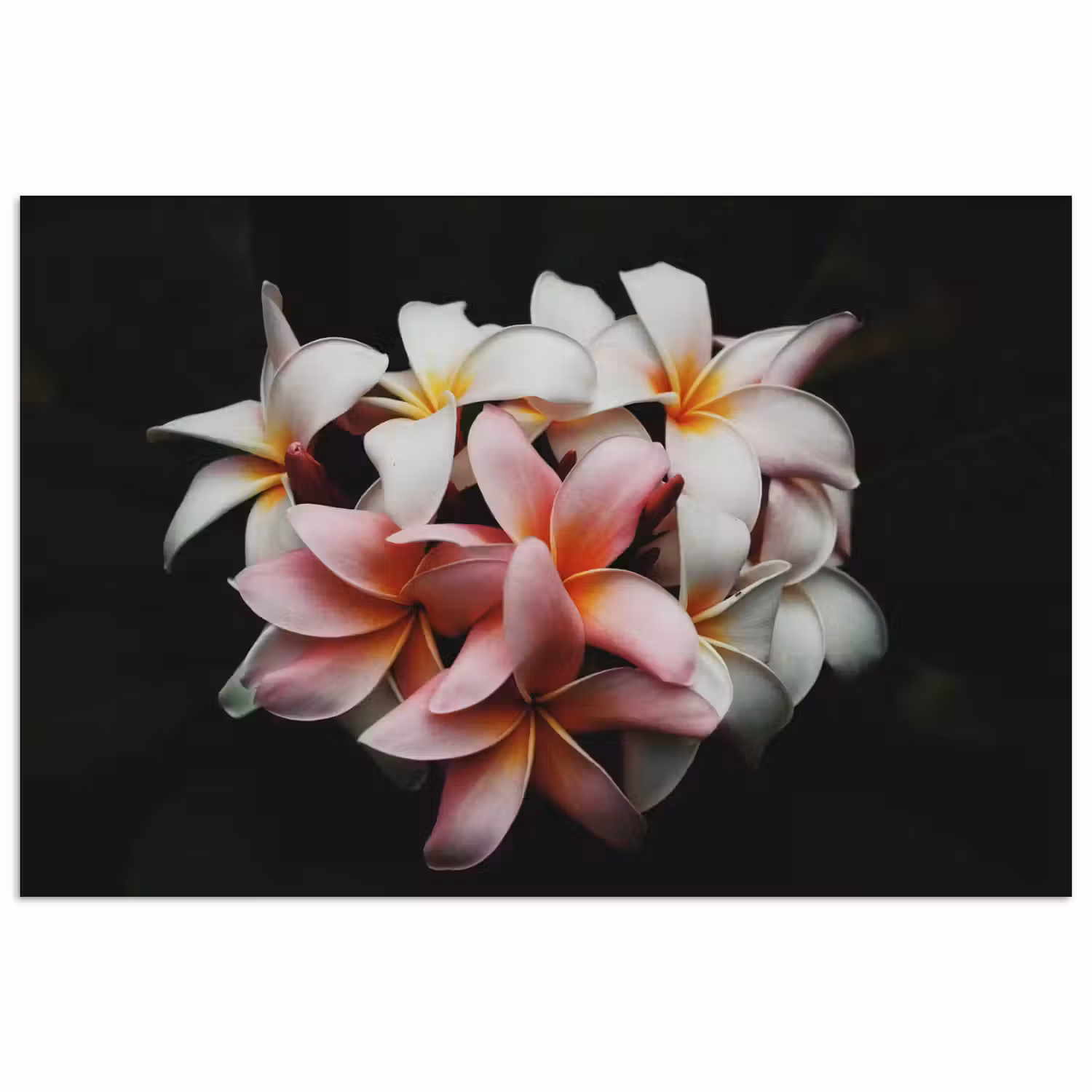 Bloemen - Roze - Zwart - Flora - Botanisch poster papier klein -3d