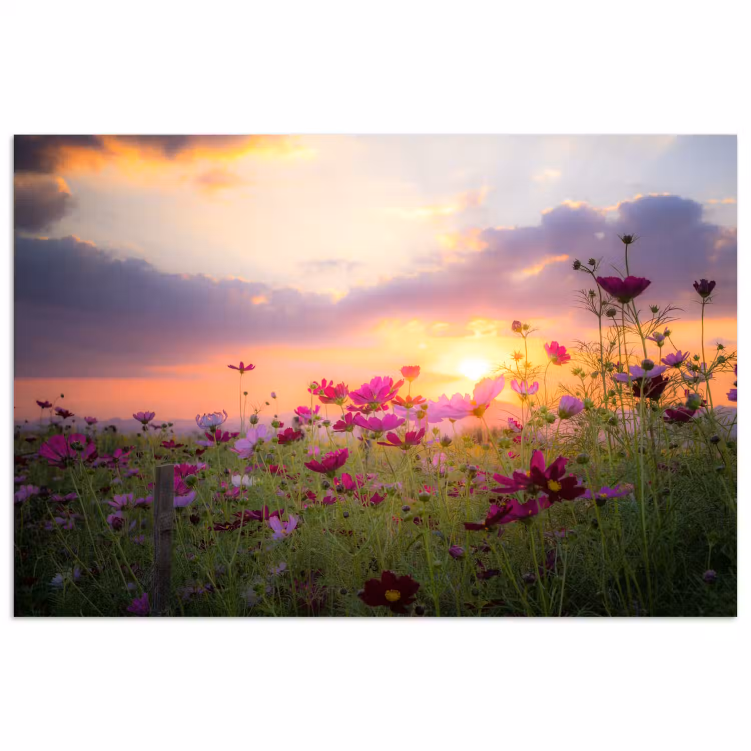 Bloemen - Roze - Zonsondergang - Natuur - Weide - Horizon poster papier klein -3d