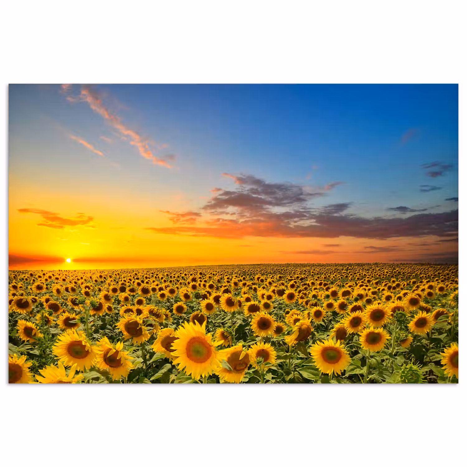 Bloemen - Zonnebloem - Zonsondergang - Nacht - Oranje poster papier klein -3d