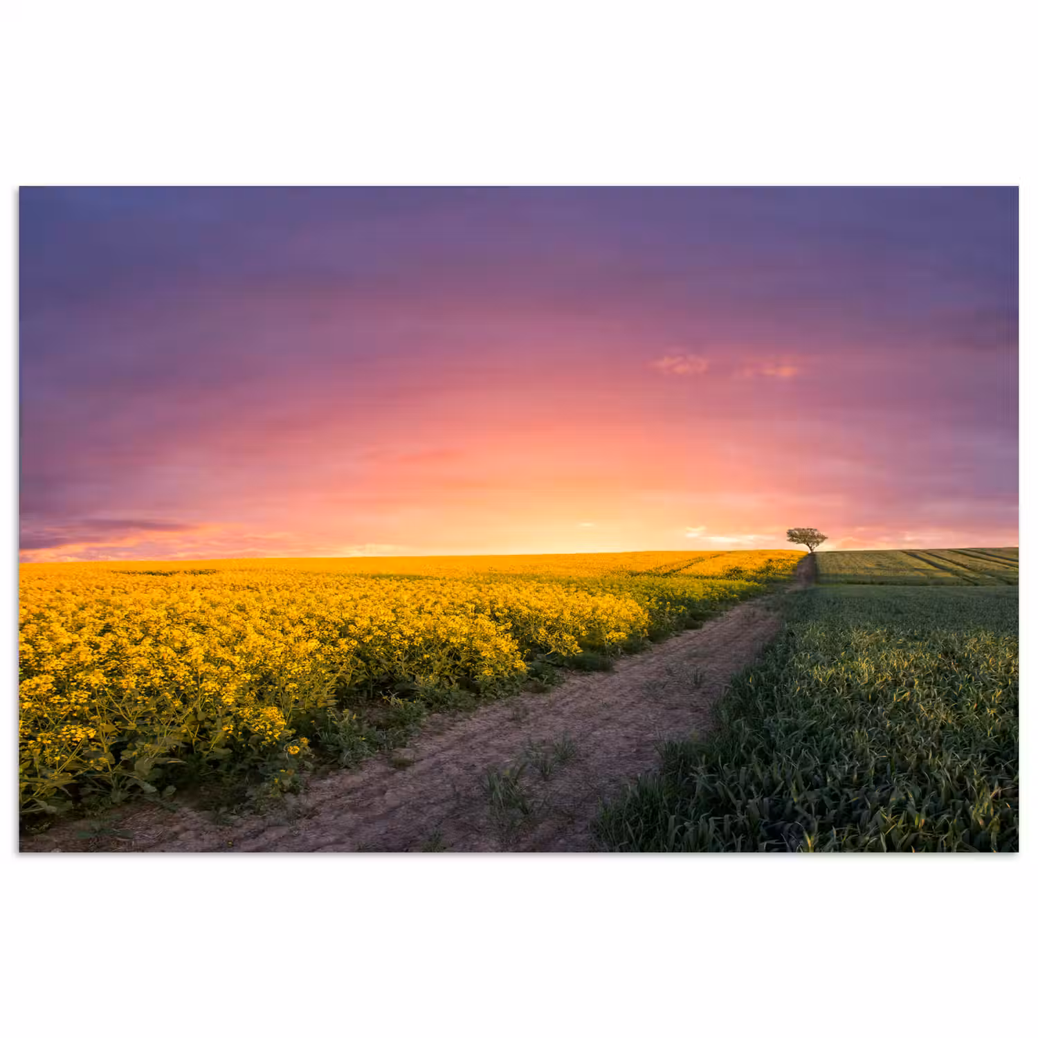 Bloemen - Weg - Lucht - Geel - Paars - Zonsondergang - Natuur poster papier klein -3d