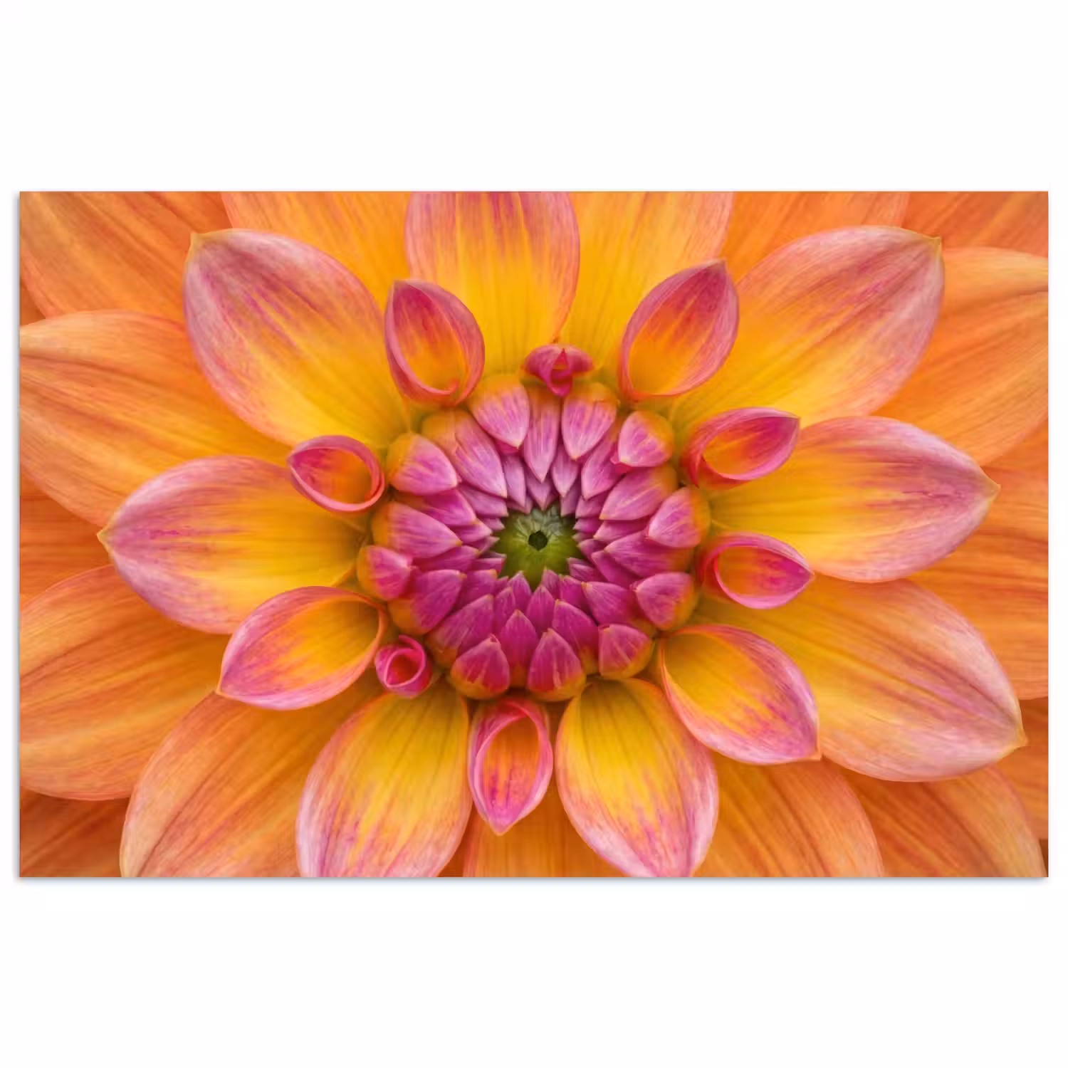 Dahlia - Bloem - Oranje poster papier klein -3d