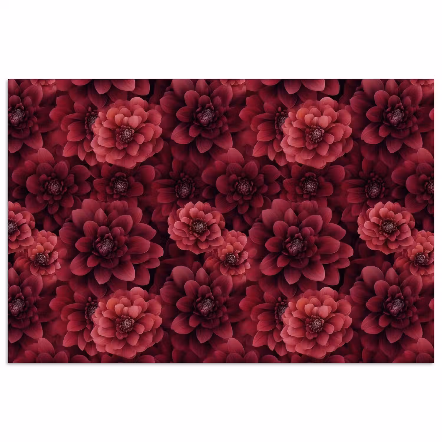 Dahlias - Bloemen - Rood poster papier klein 62 -3d