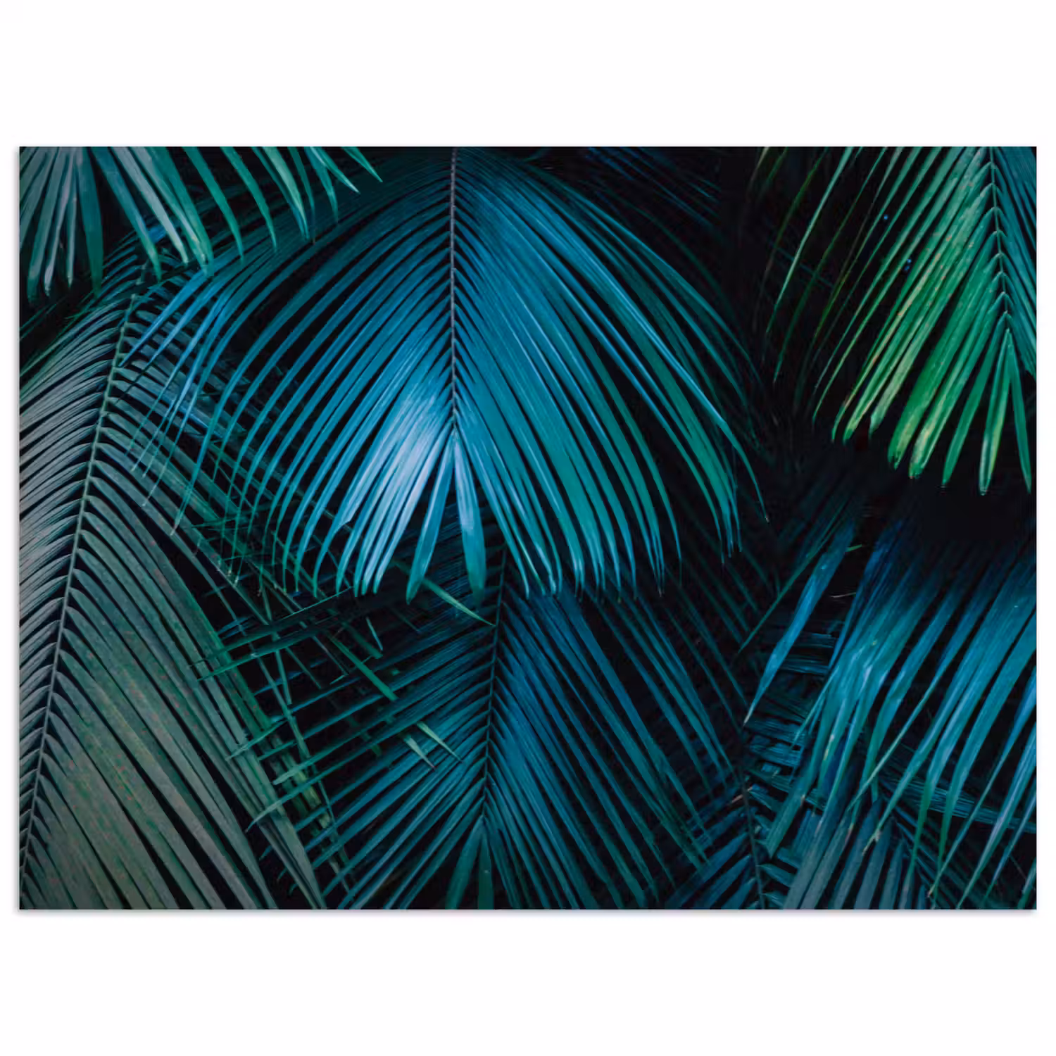 Inductie mat - Jungle - Inductie beschermer - Palmblad - Natuur poster papier klein -3d