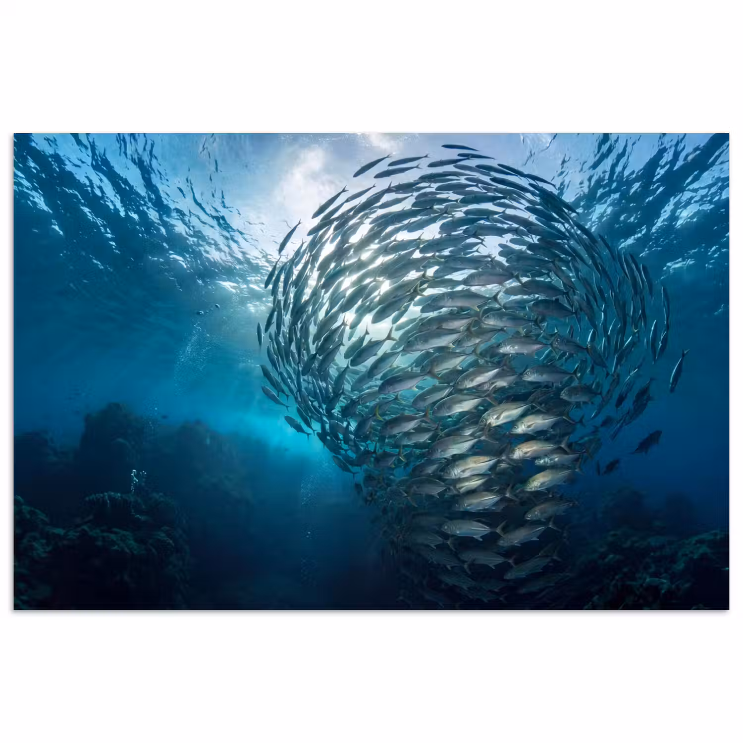 Vis - School - Oceaan - Natuur - Blauw poster papier klein -3d