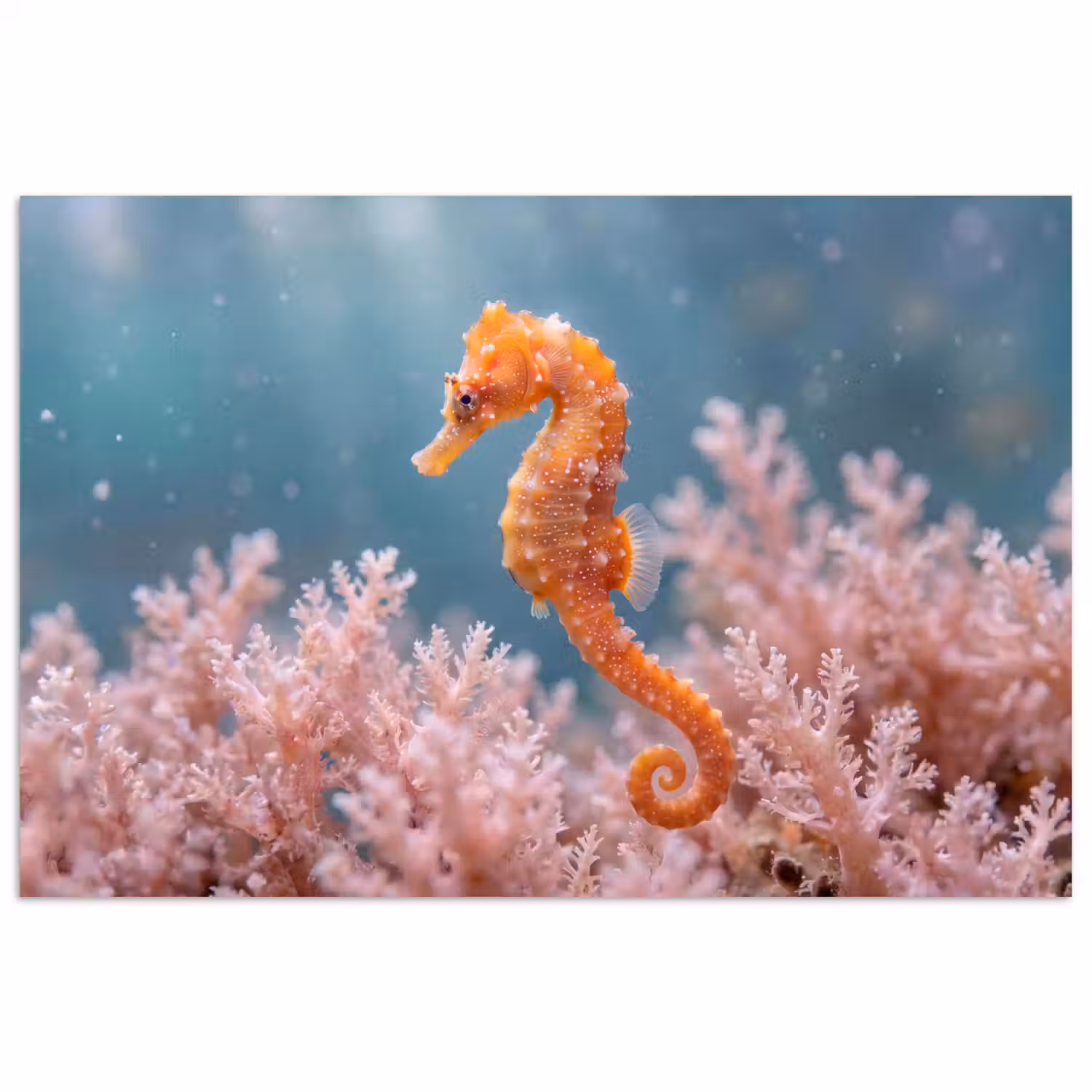 Vis - Koraal - Oceaan - Macro - Oranje poster papier klein -3d