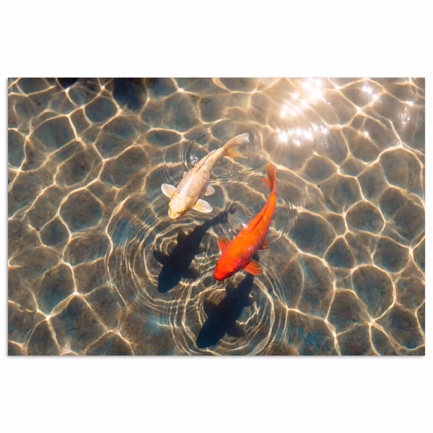 Vis - Water - Dieren - Oranje - Goud poster papier klein -3d