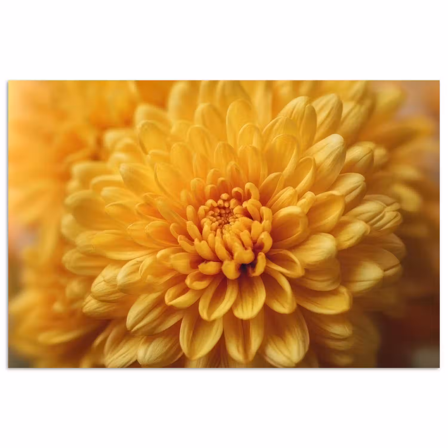 Geel - Chrysant - Zachtheid poster papier klein -3d